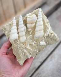 Turritella fossil #6