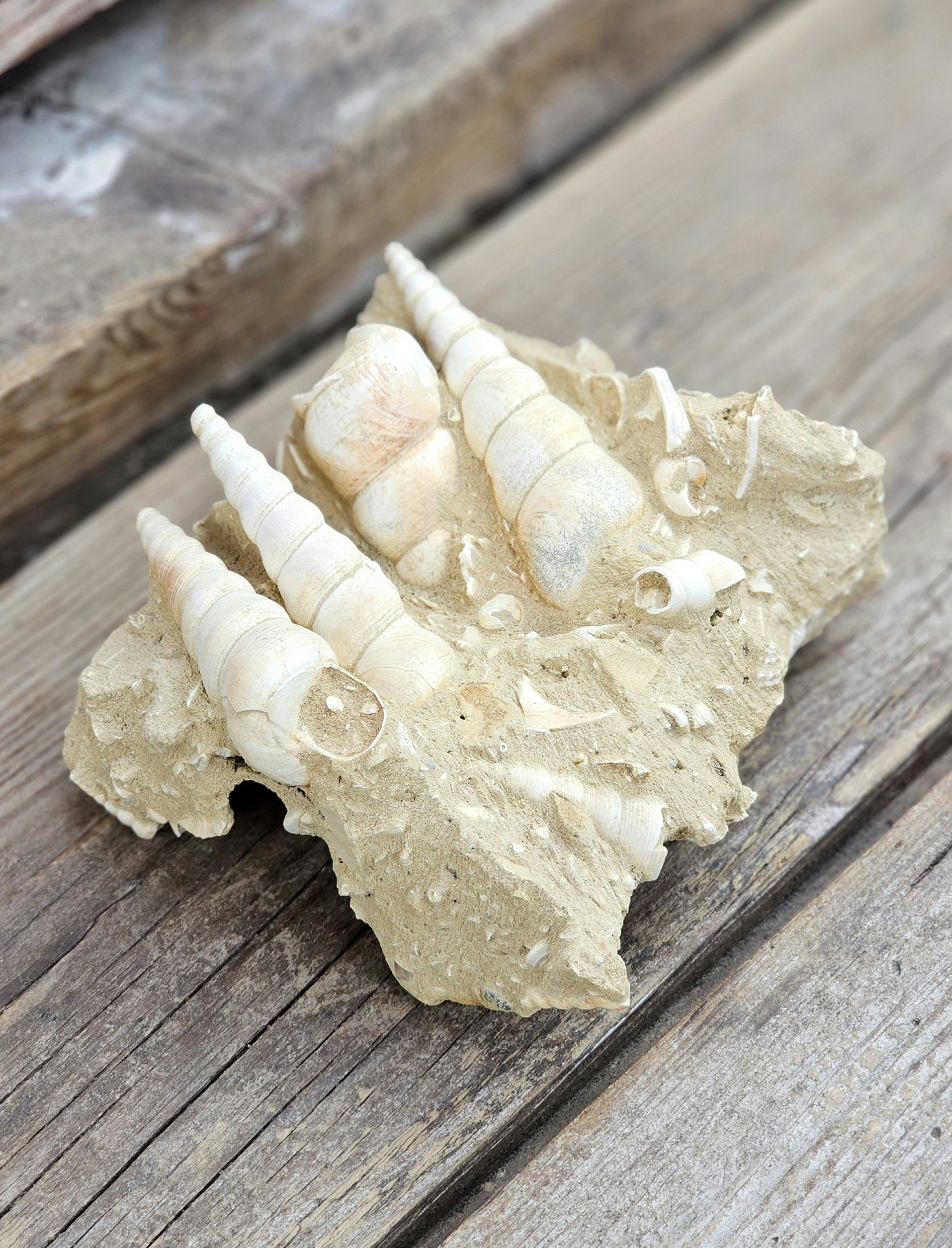 Turritella fossil #6