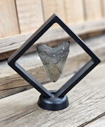 Megalodon tand fossil L #1