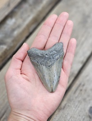 Megalodon tand fossil L #1