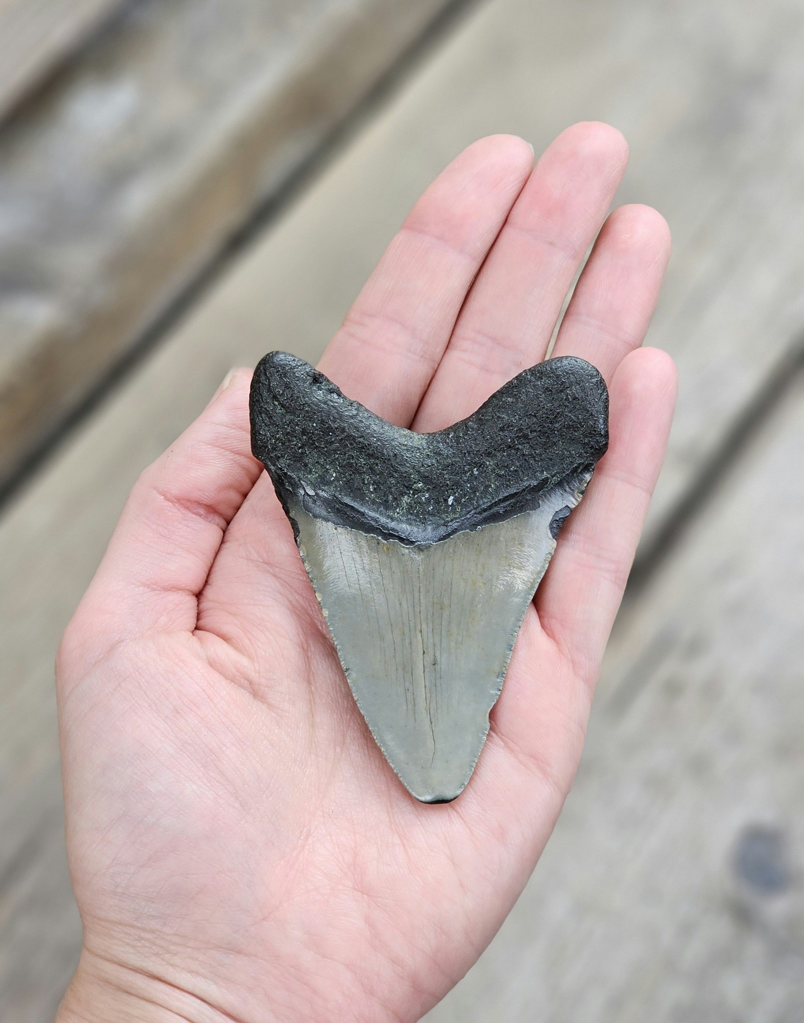 Megalodon tand fossil L #2