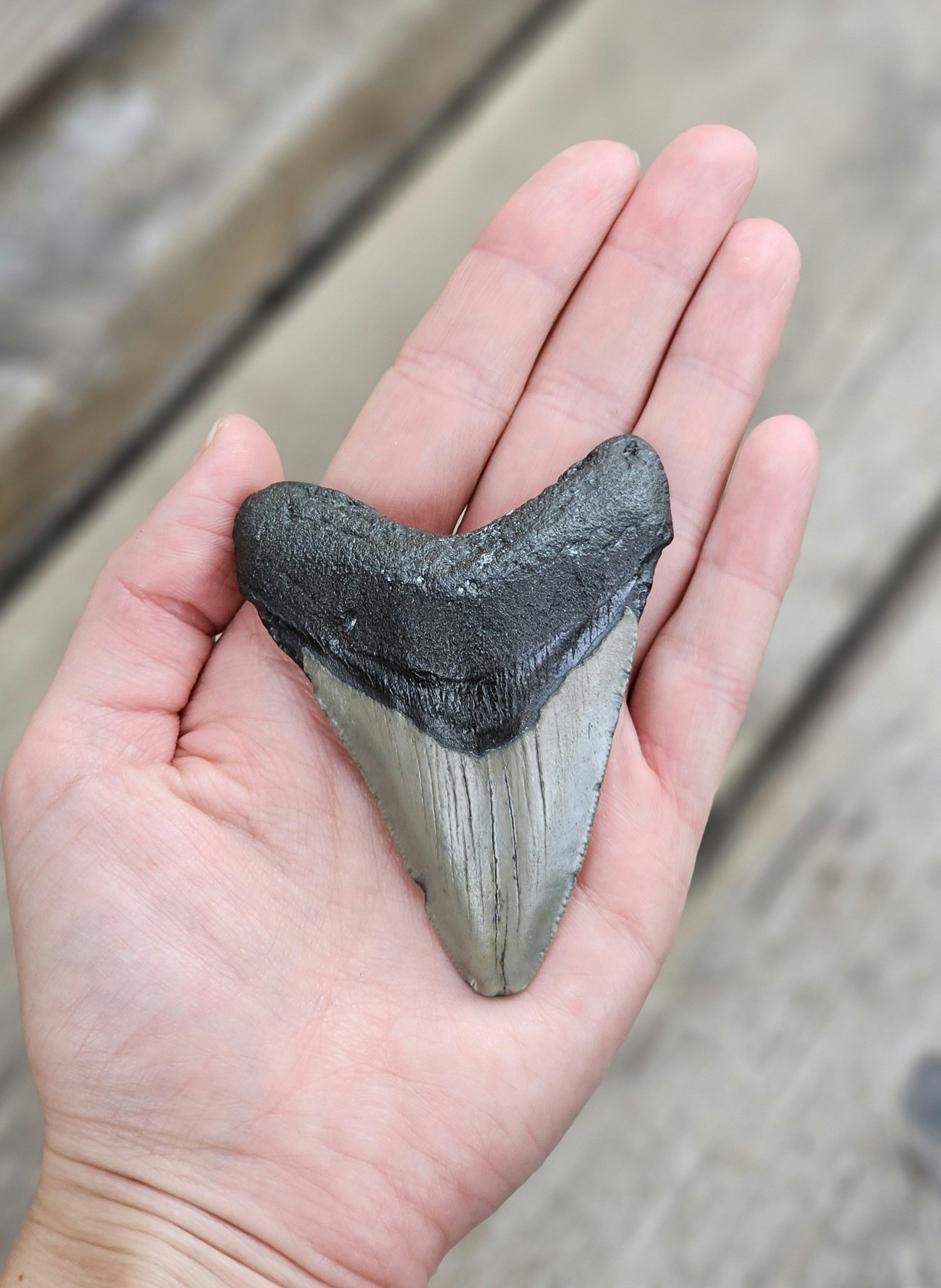 Megalodon tand fossil L #2