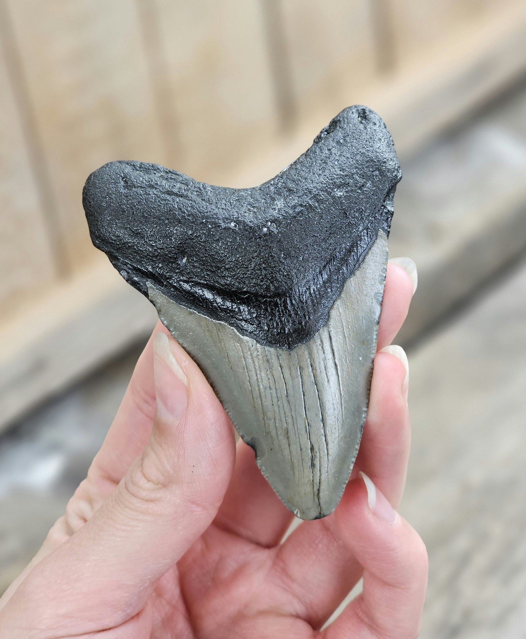 Megalodon tand fossil L #2