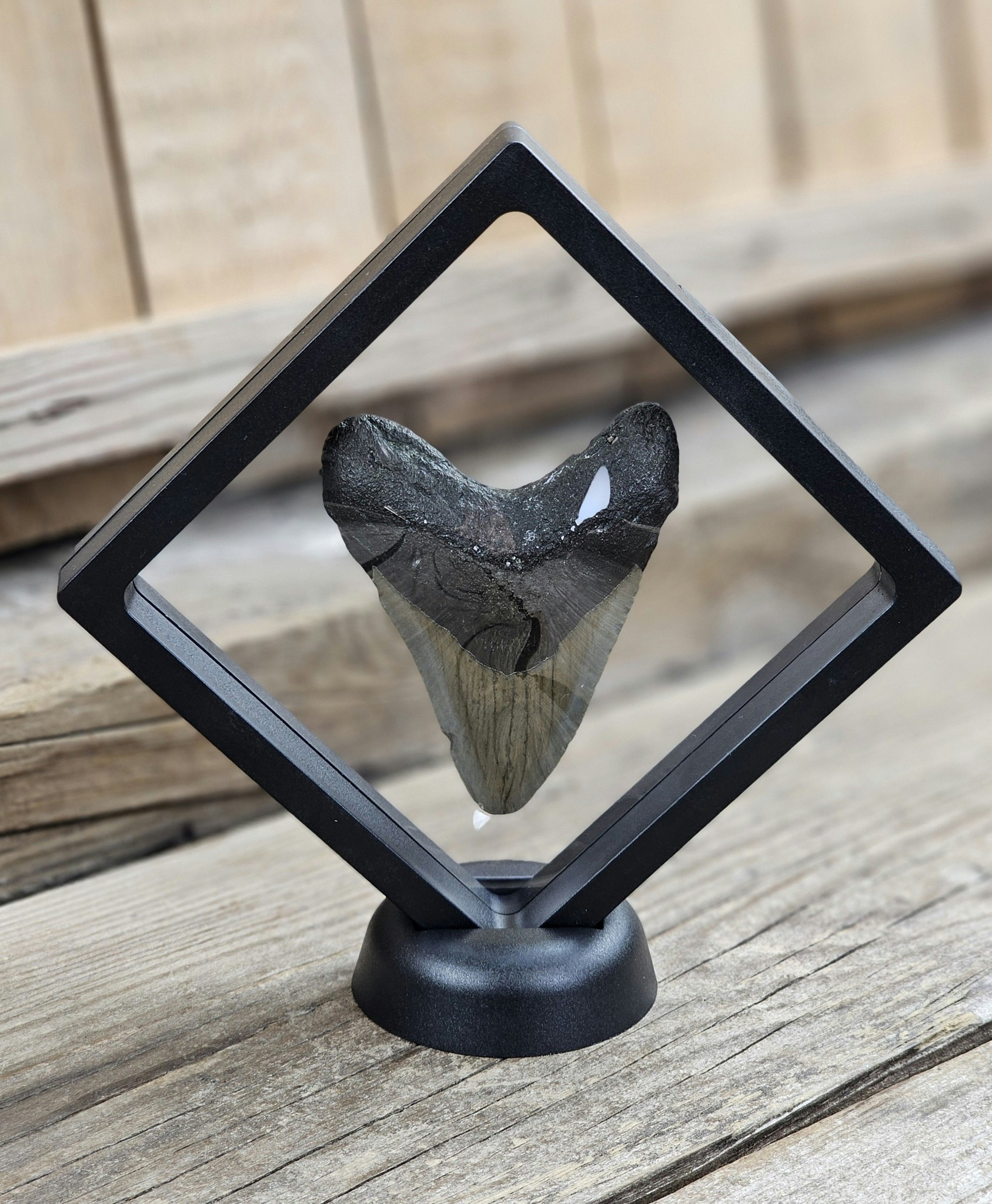 Megalodon tand fossil L #2