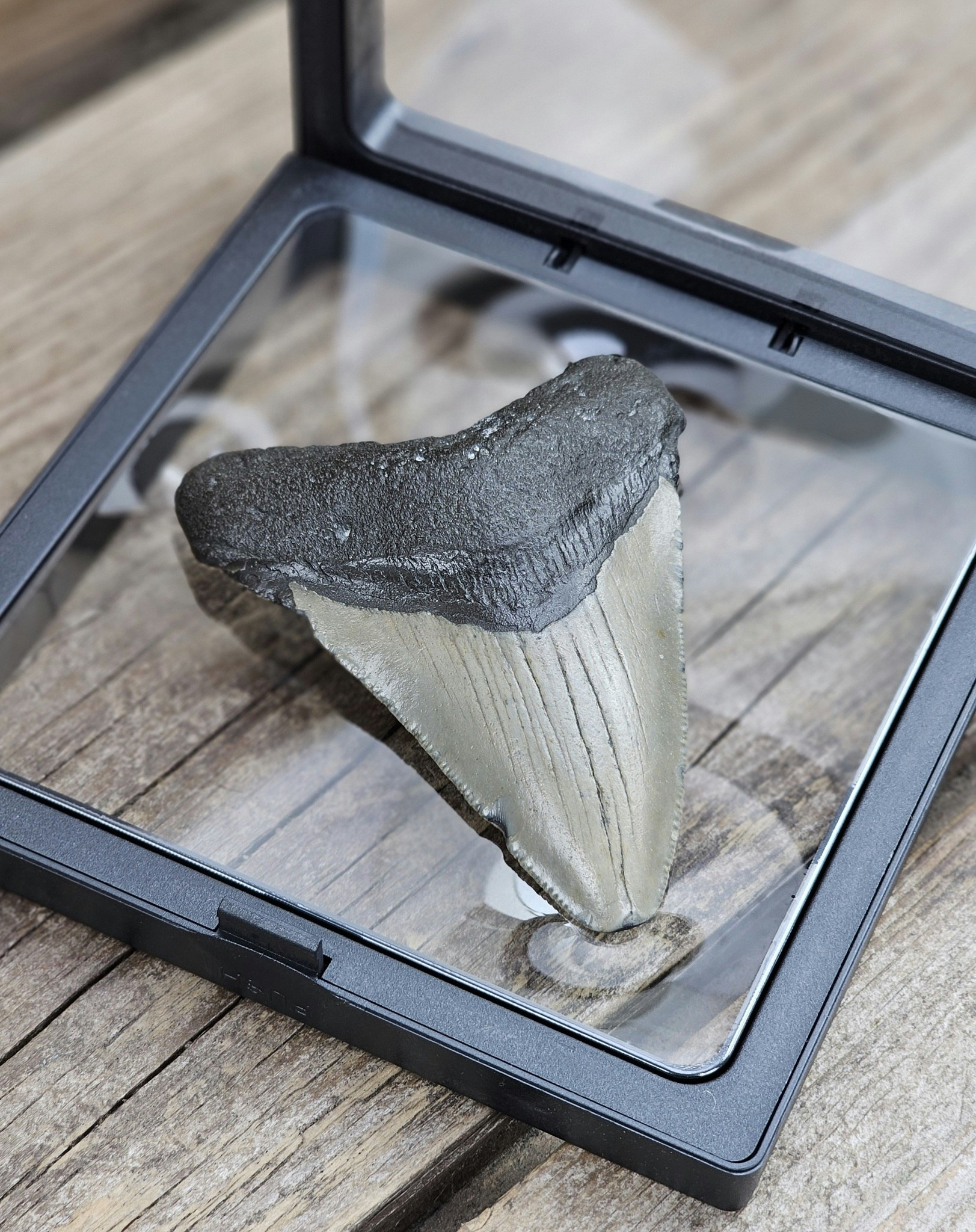 Megalodon tand fossil L #2