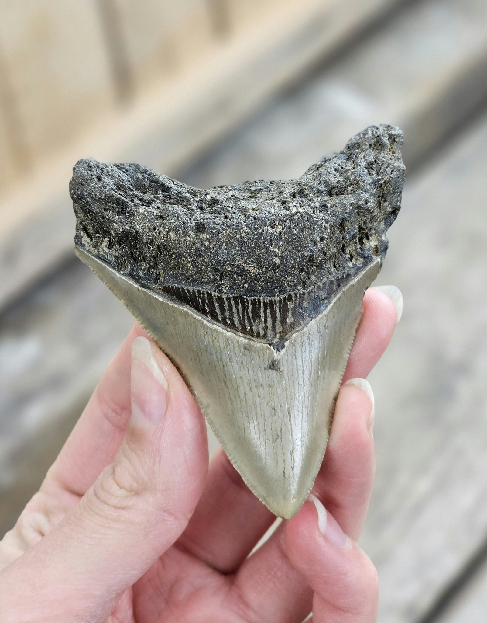 Megalodon tand fossil L #3