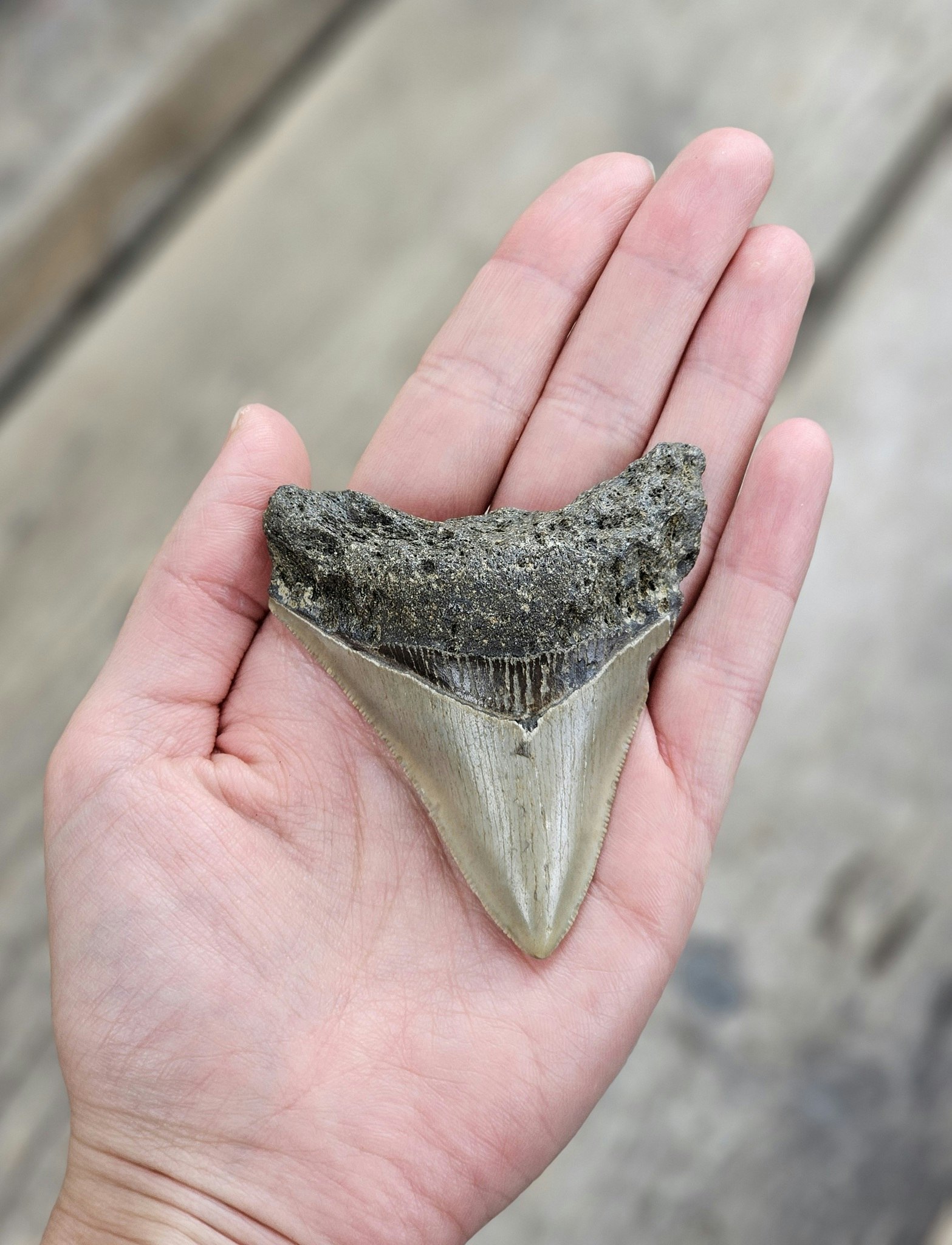 Megalodon tand fossil L #3