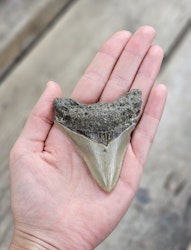 Megalodon tand fossil L #3