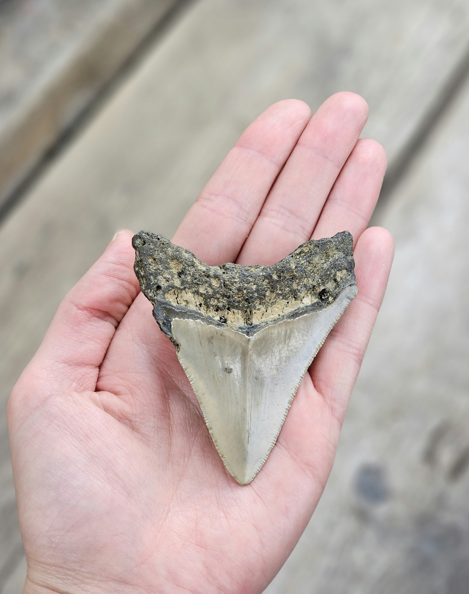 Megalodon tand fossil L #3