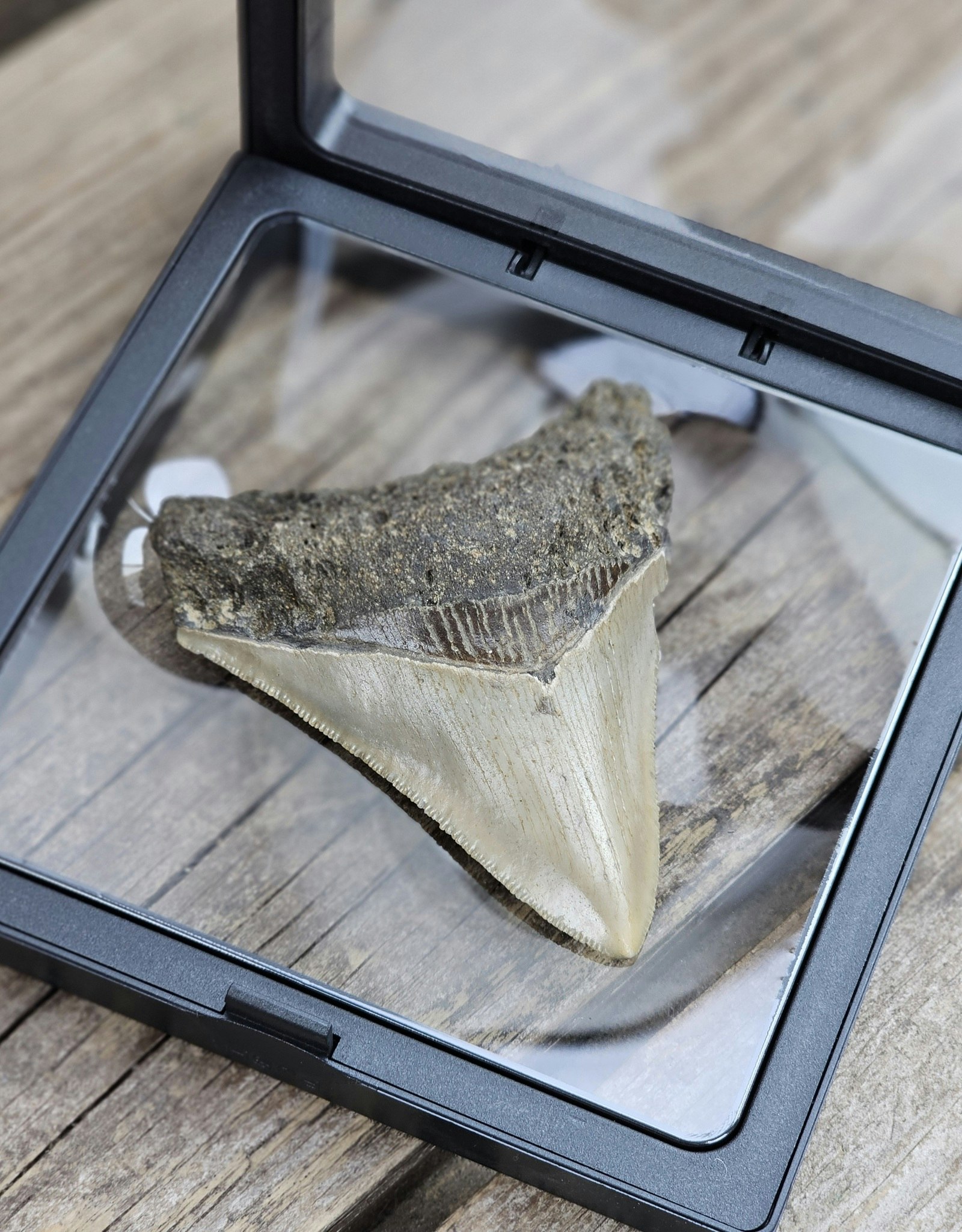 Megalodon tand fossil L #3