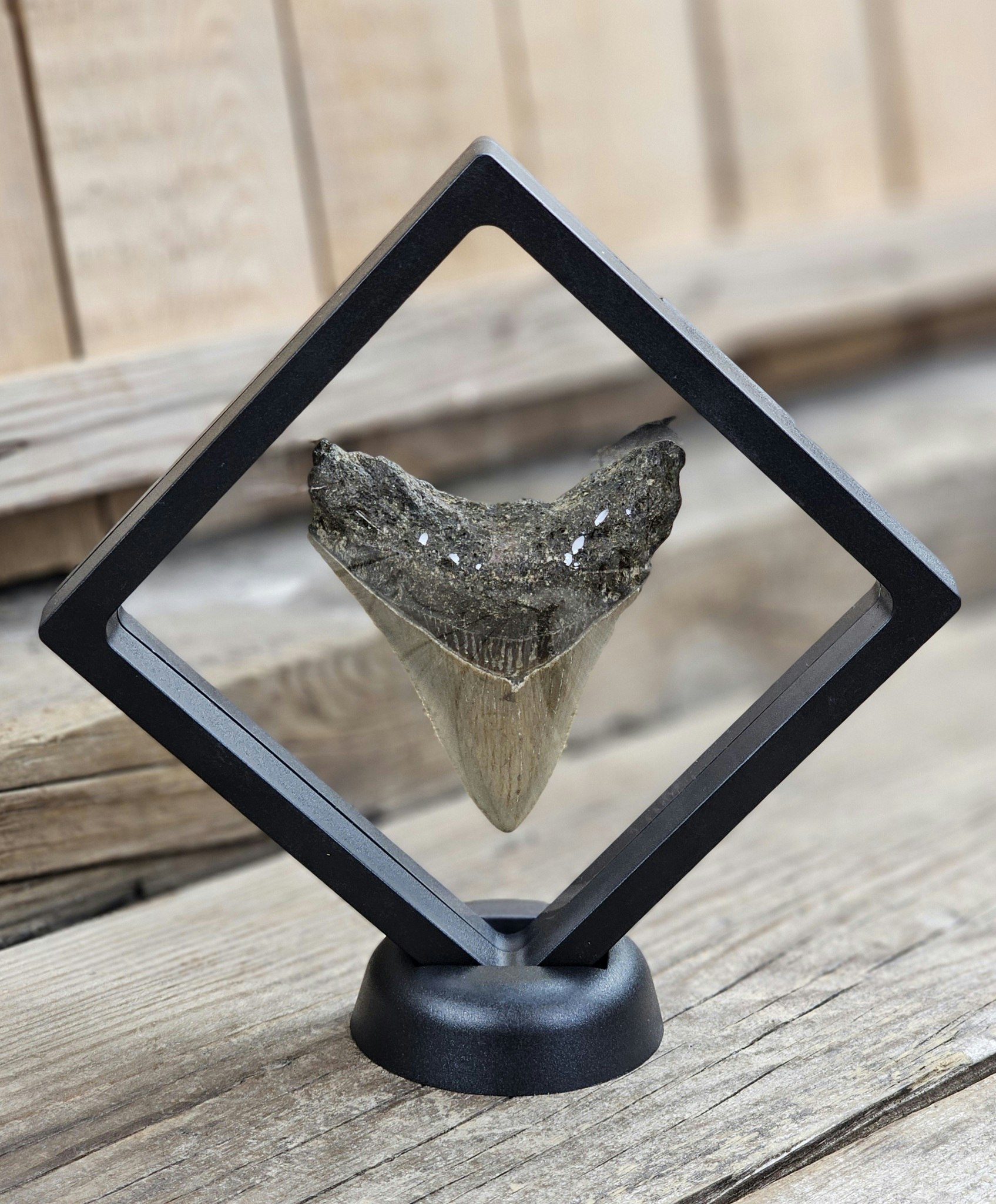 Megalodon tand fossil L #3