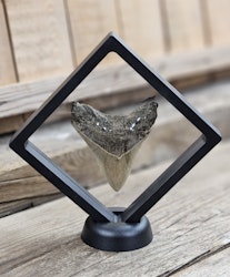 Megalodon tand fossil L #3