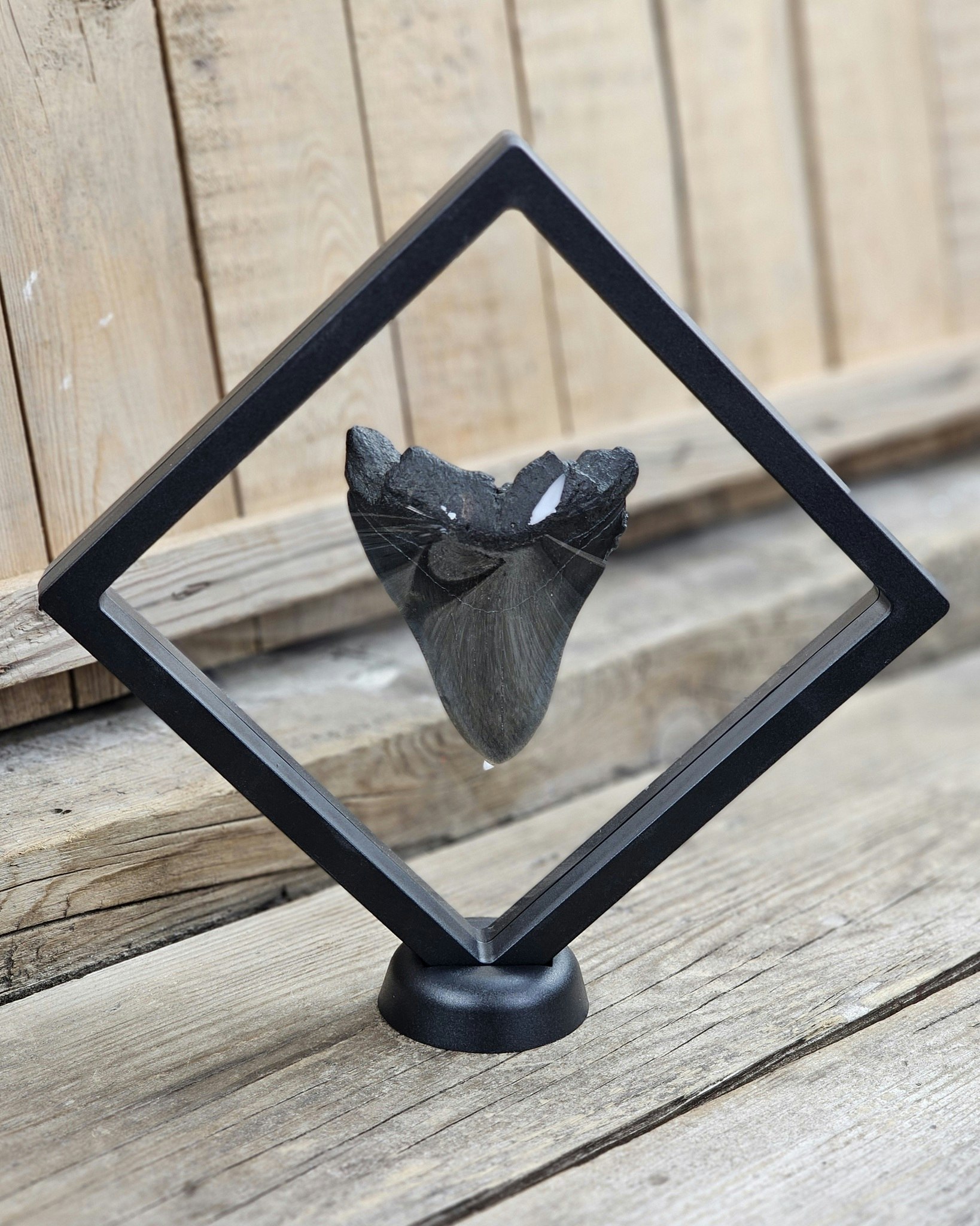 Megalodon tand fossil XL #4