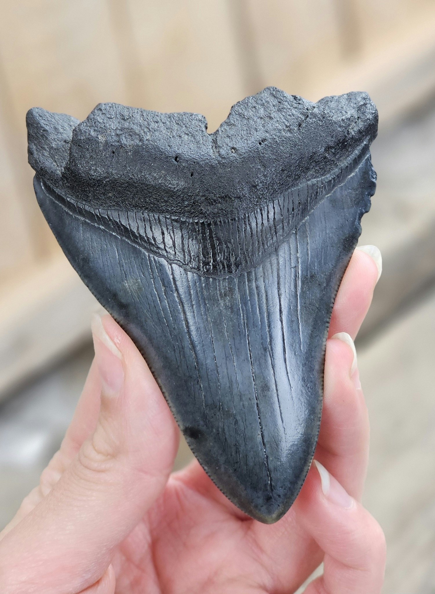 Megalodon tand fossil XL #4