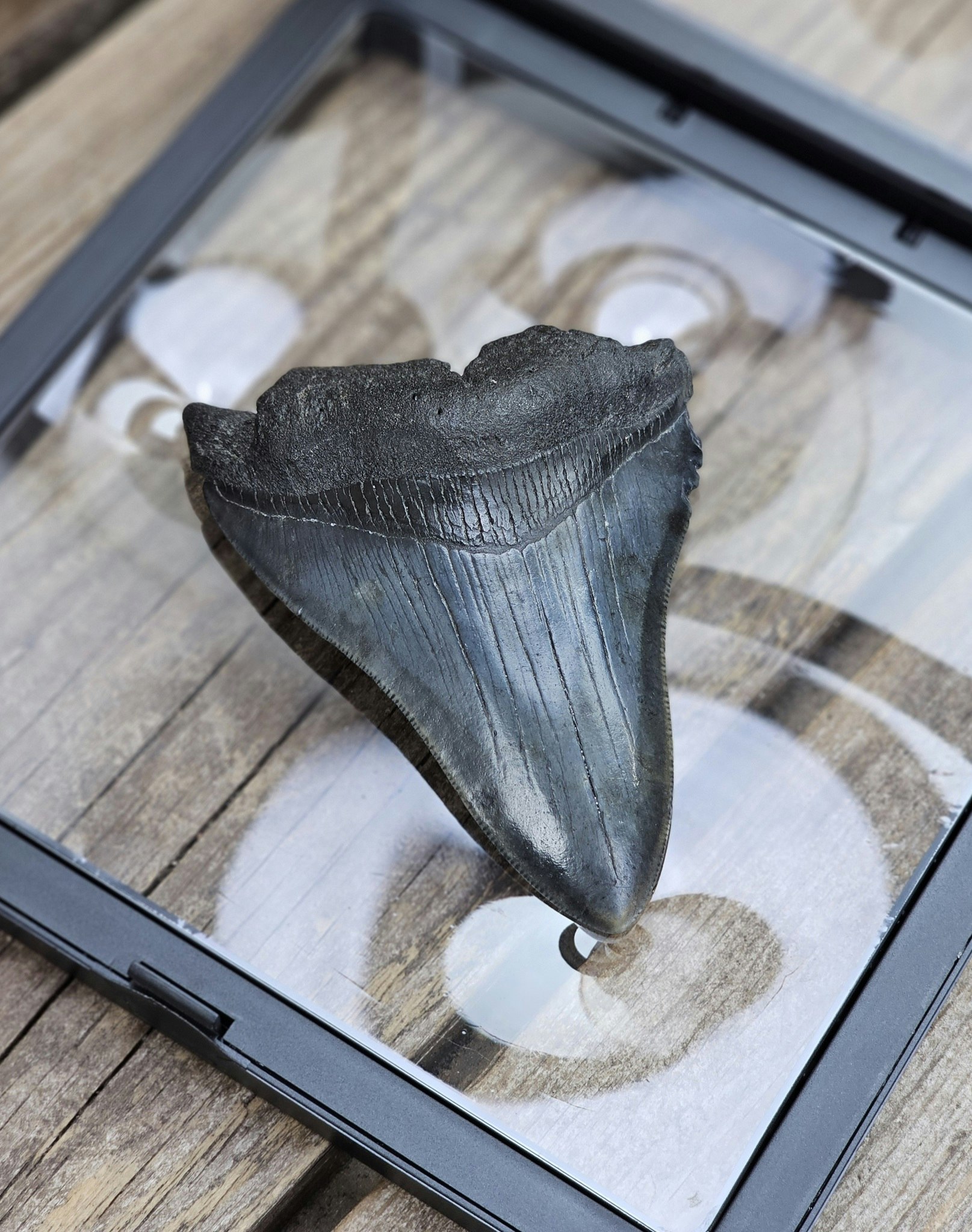 Megalodon tand fossil XL #4