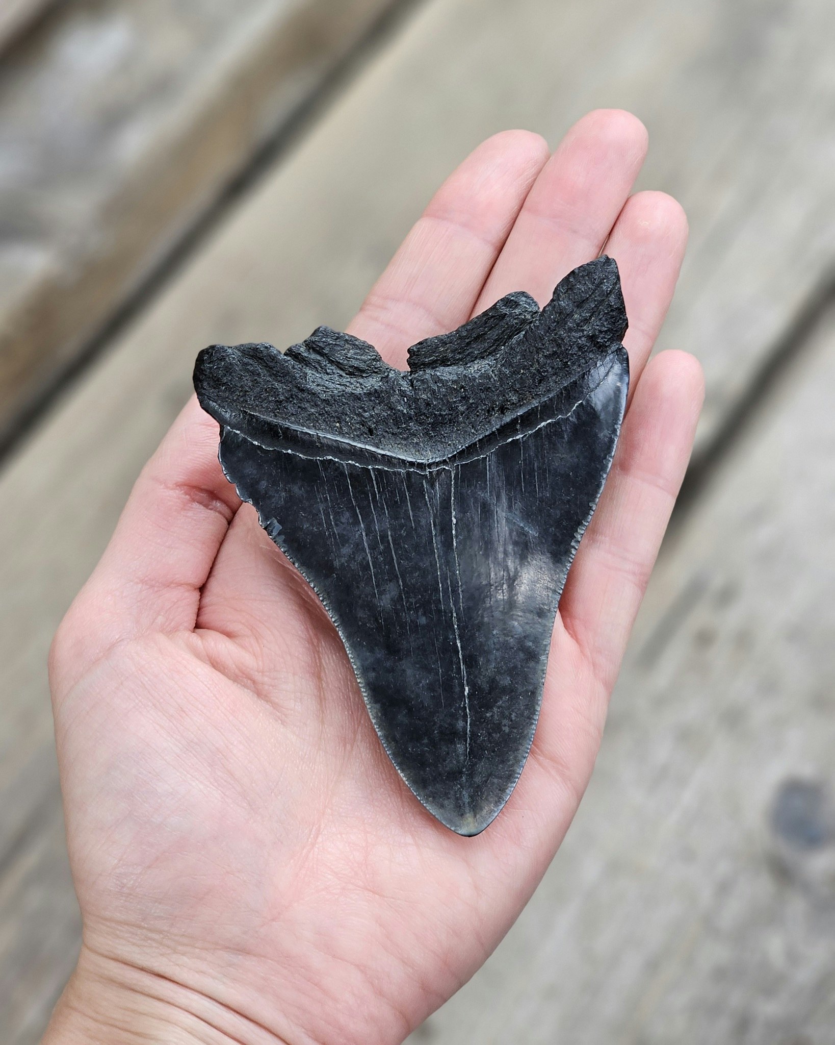 Megalodon tand fossil XL #4