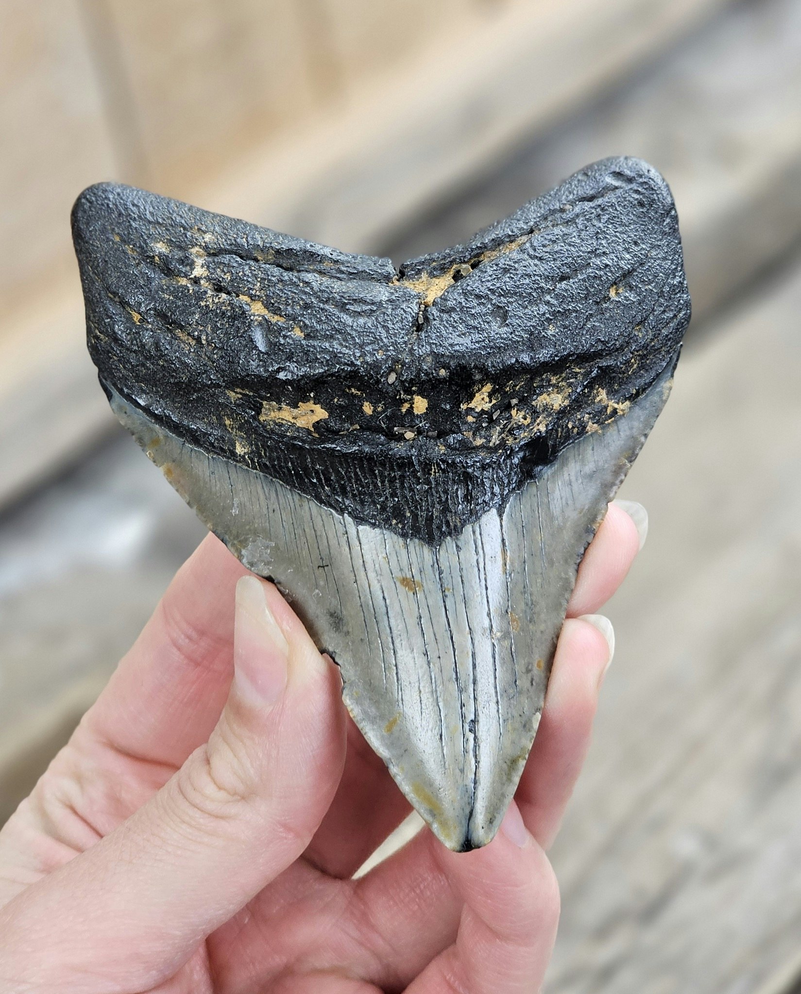 Megalodon tand fossil XL #6