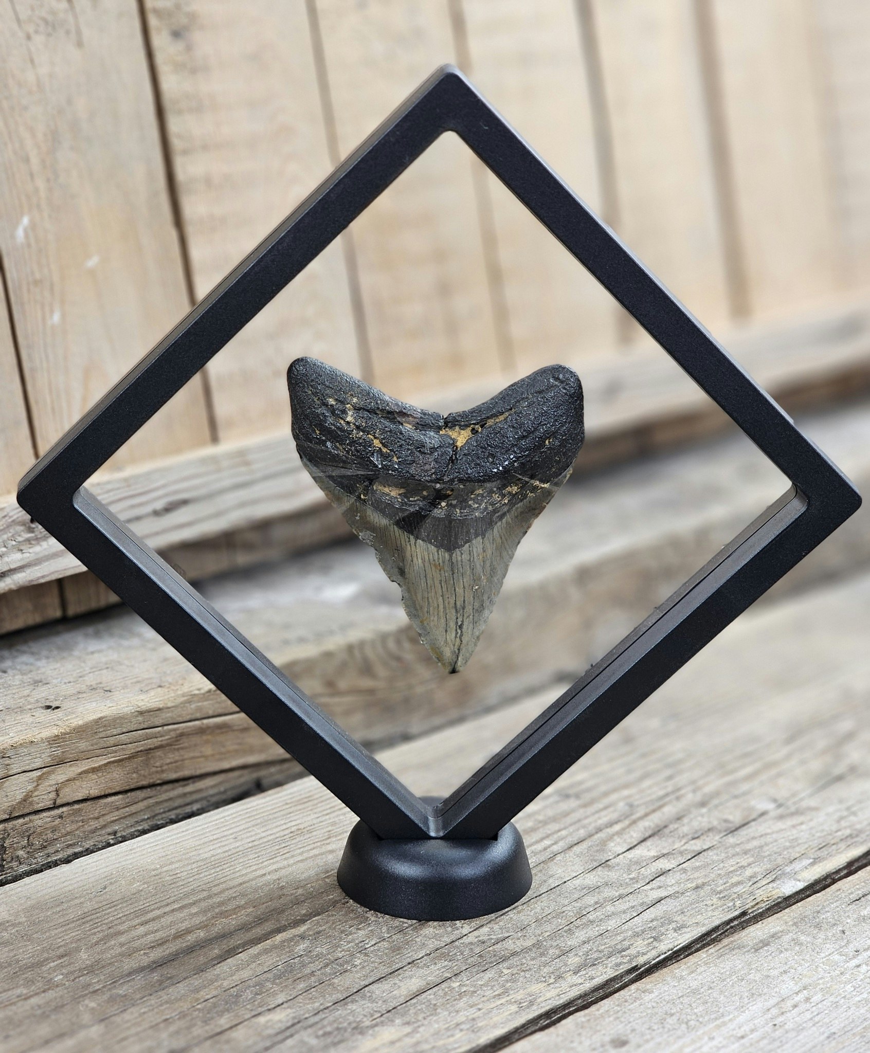 Megalodon tand fossil XL #6