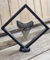 Megalodon tand fossil XL #6