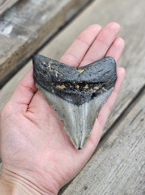 Megalodon tand fossil XL #6