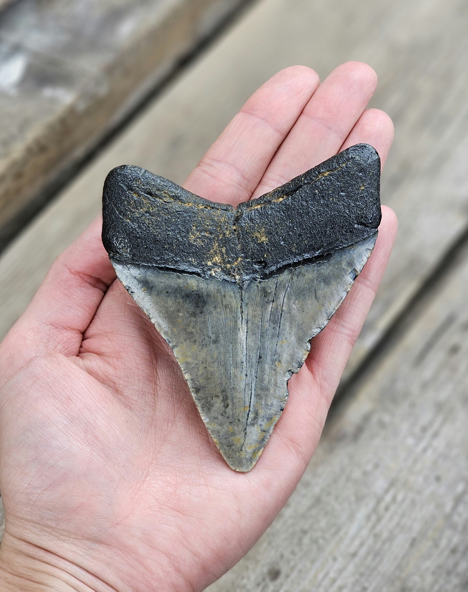 Megalodon tand fossil XL #6