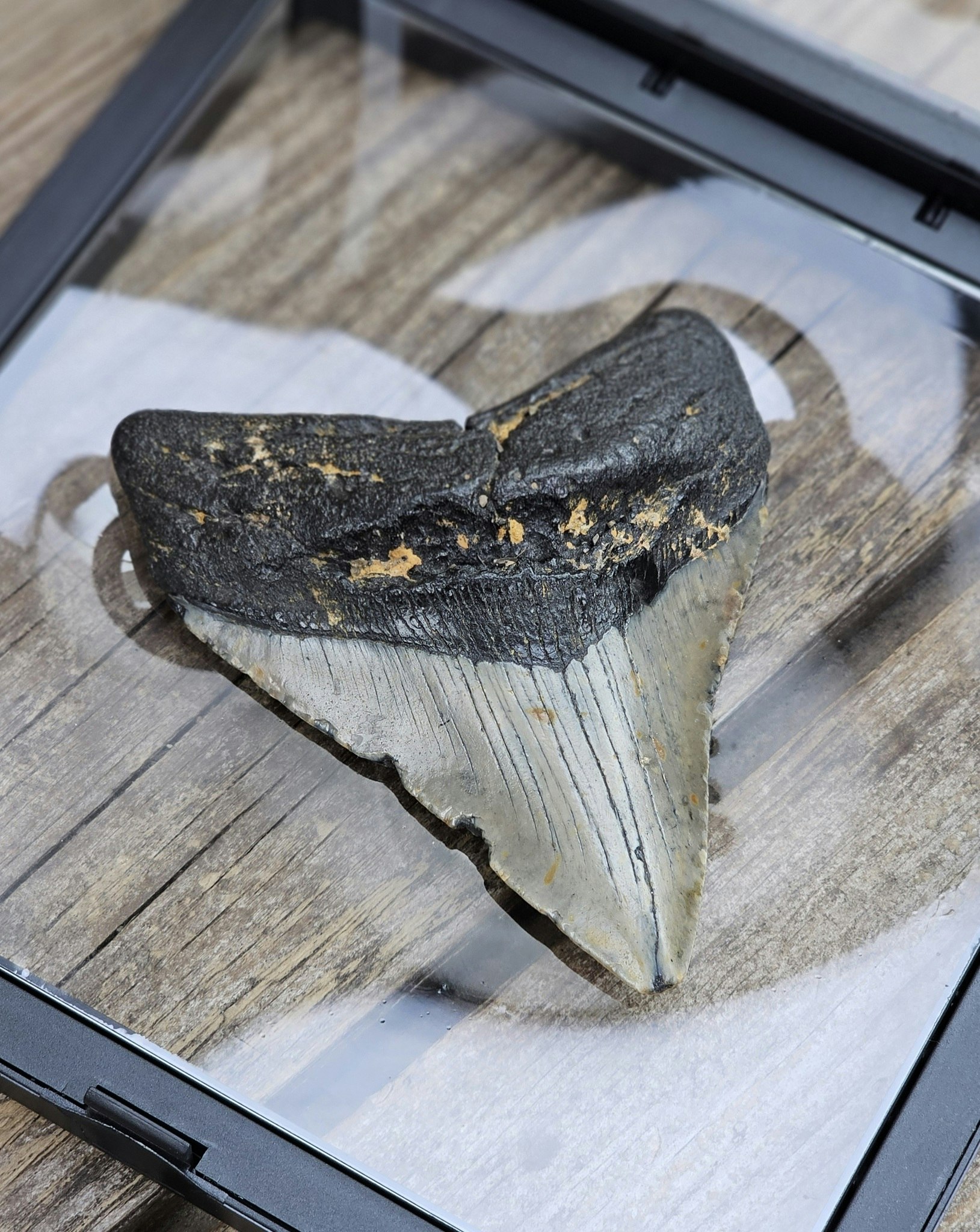 Megalodon tand fossil XL #6