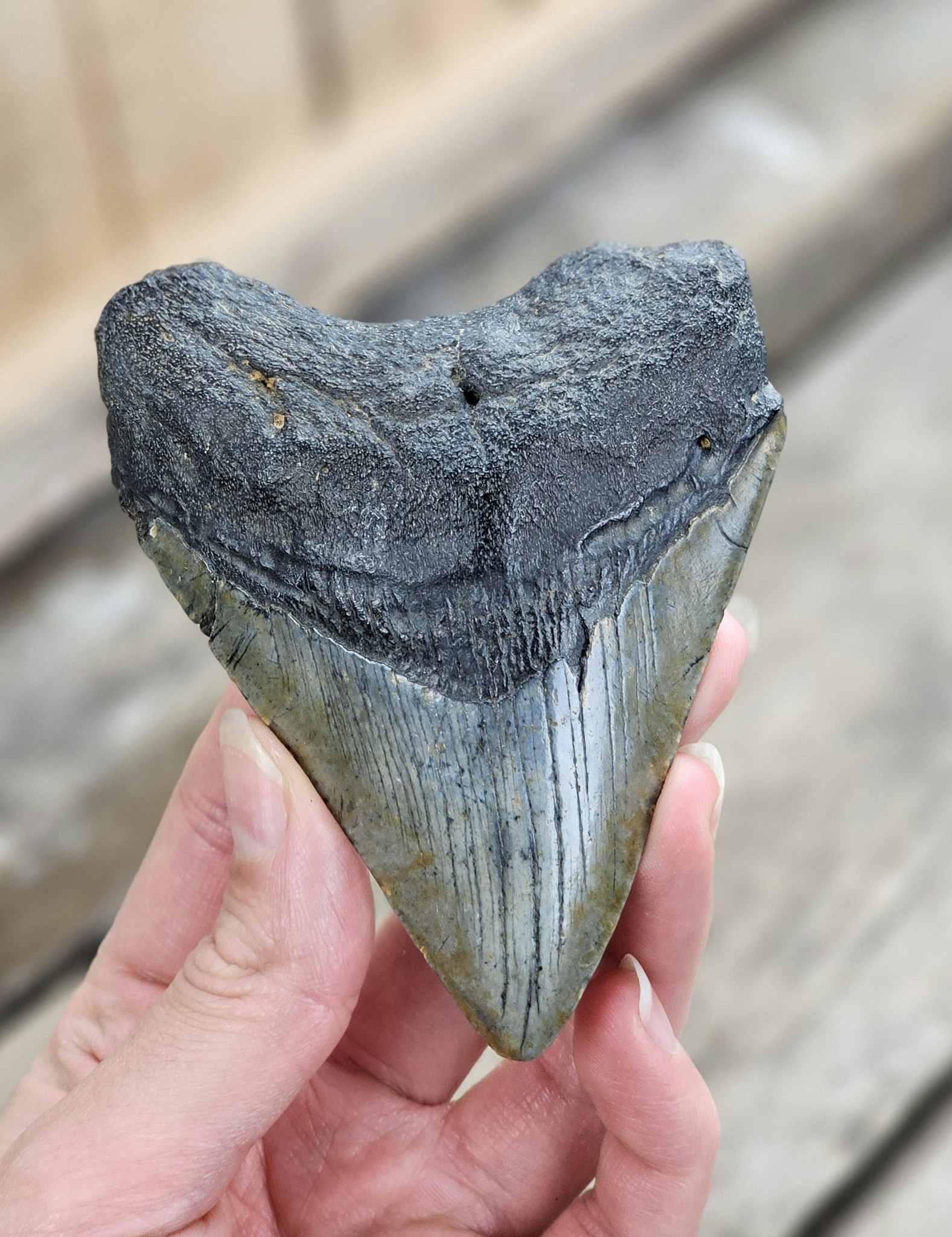 Megalodon tand fossil XL #7