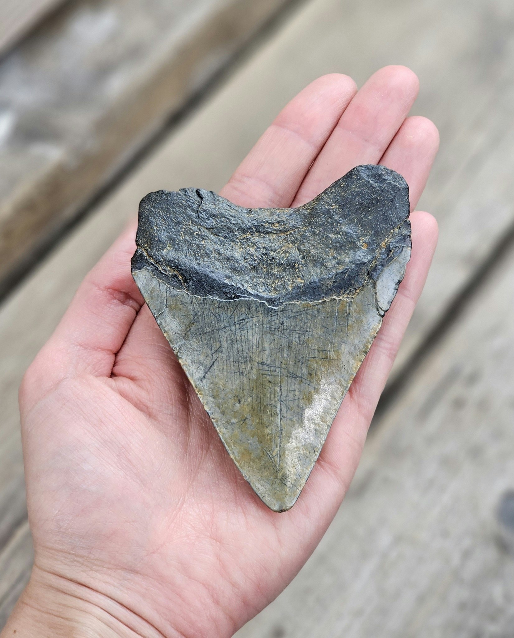 Megalodon tand fossil XL #7