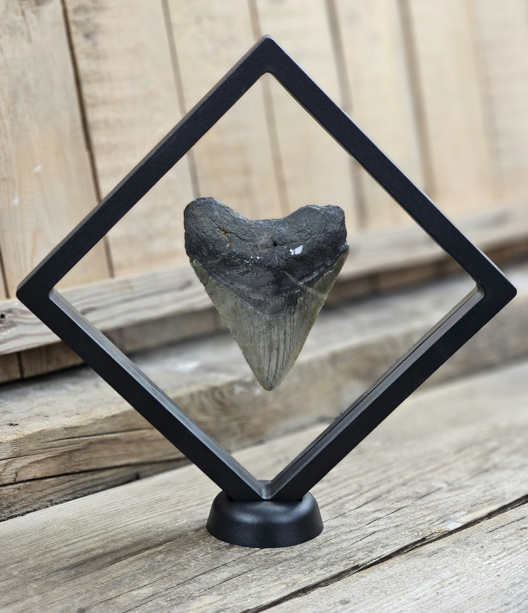 Megalodon tand fossil XL #7