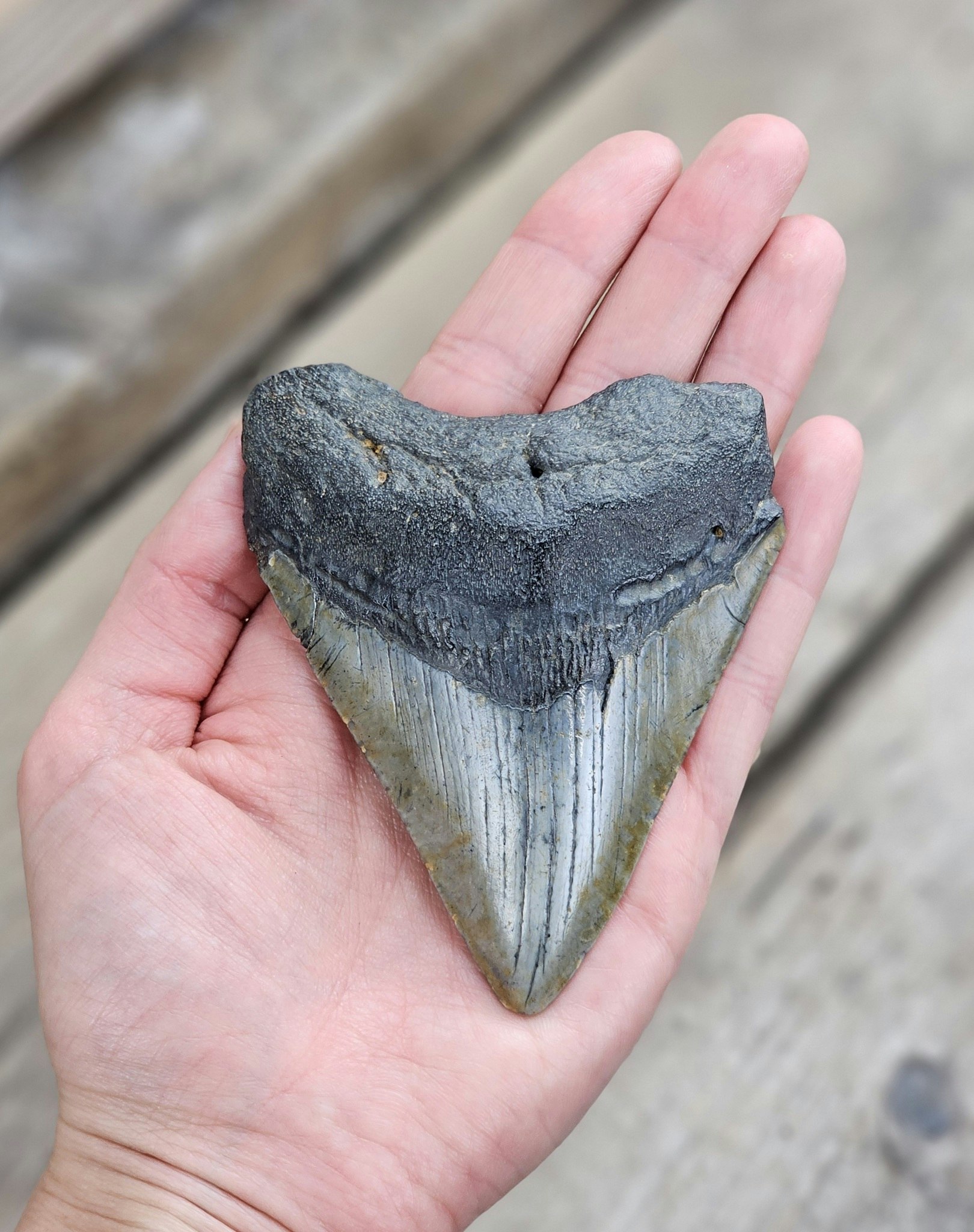 Megalodon tand fossil XL #7