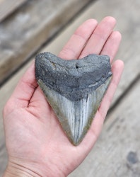 Megalodon tand fossil XL #7