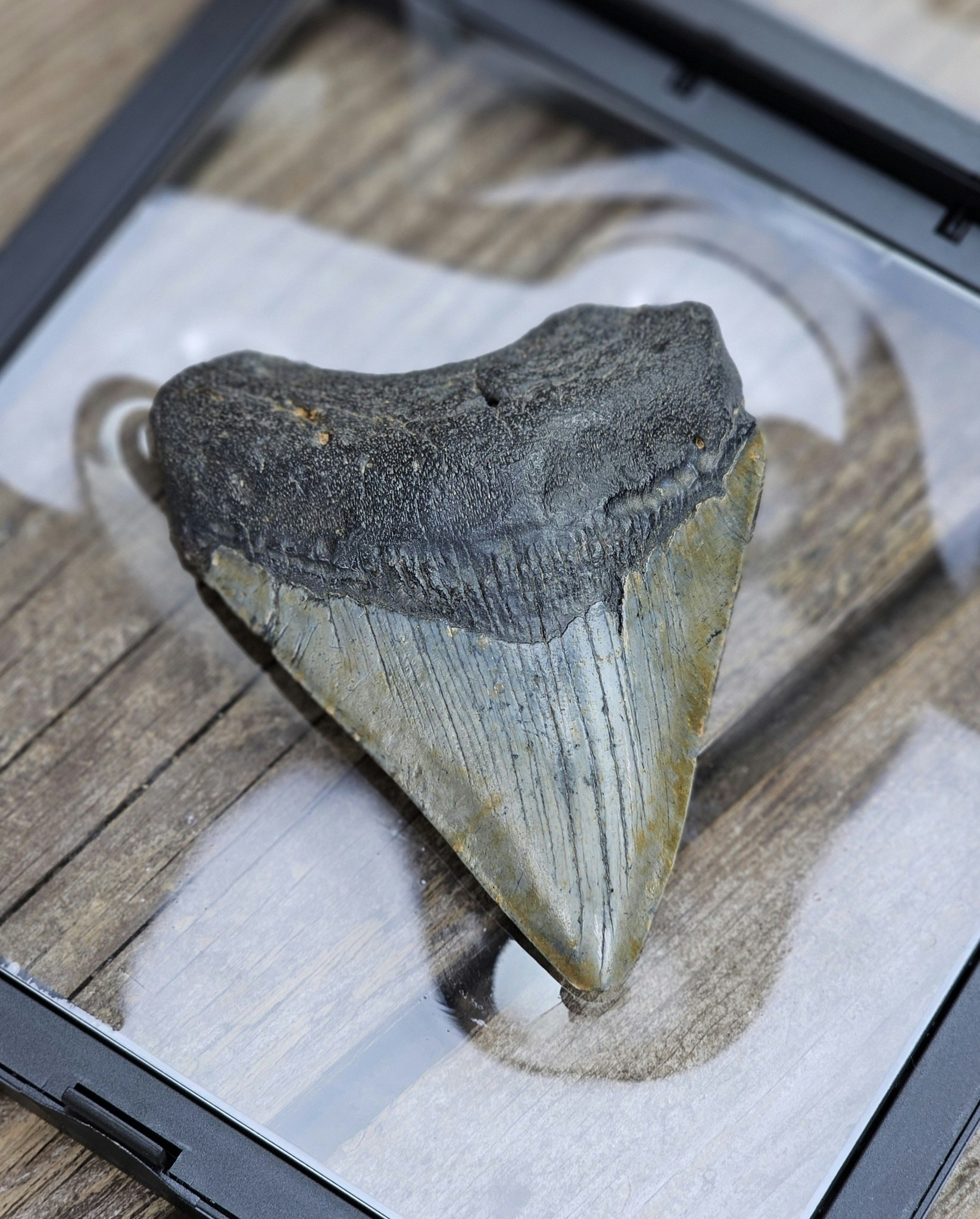 Megalodon tand fossil XL #7