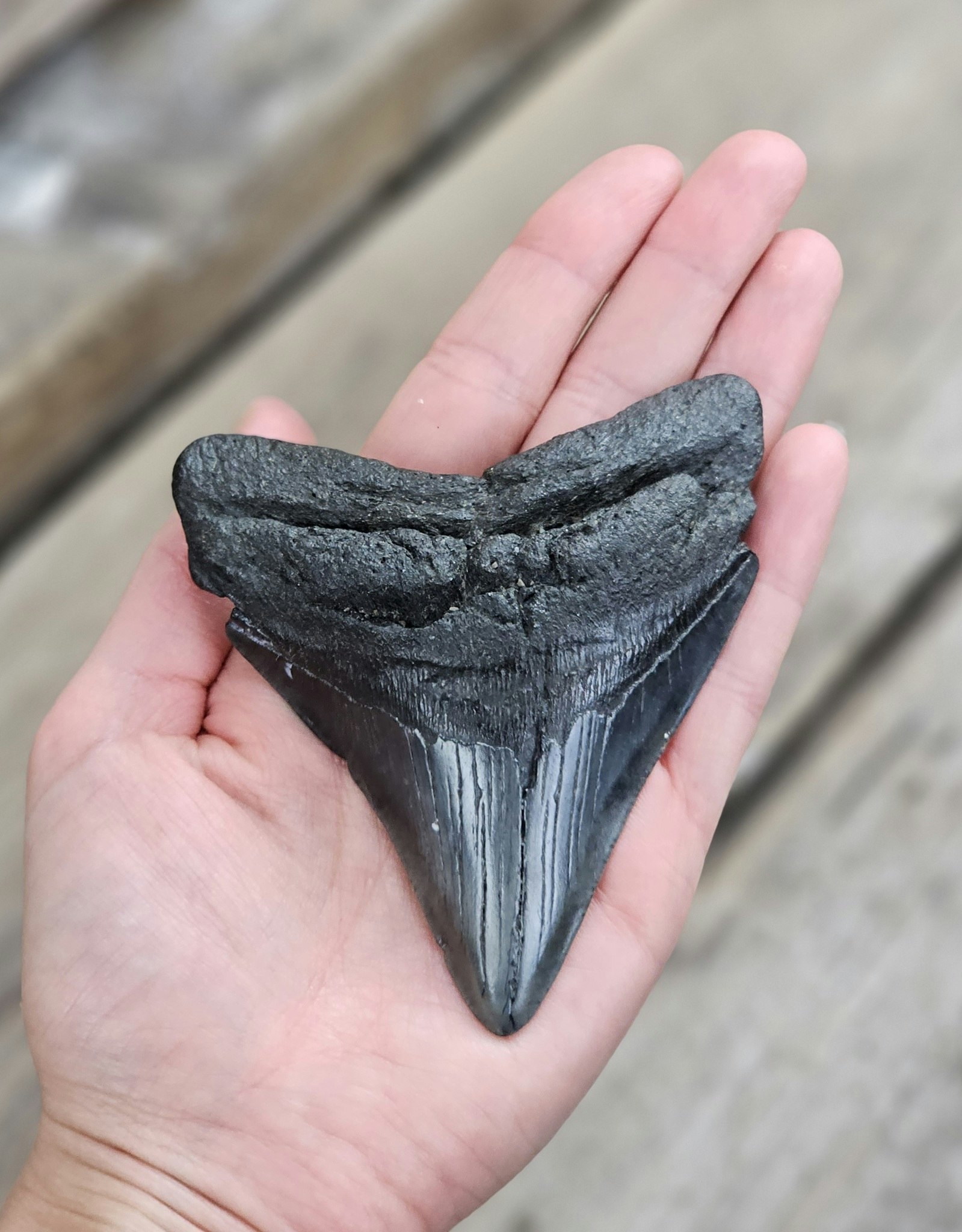 Megalodon tand fossil XL #8