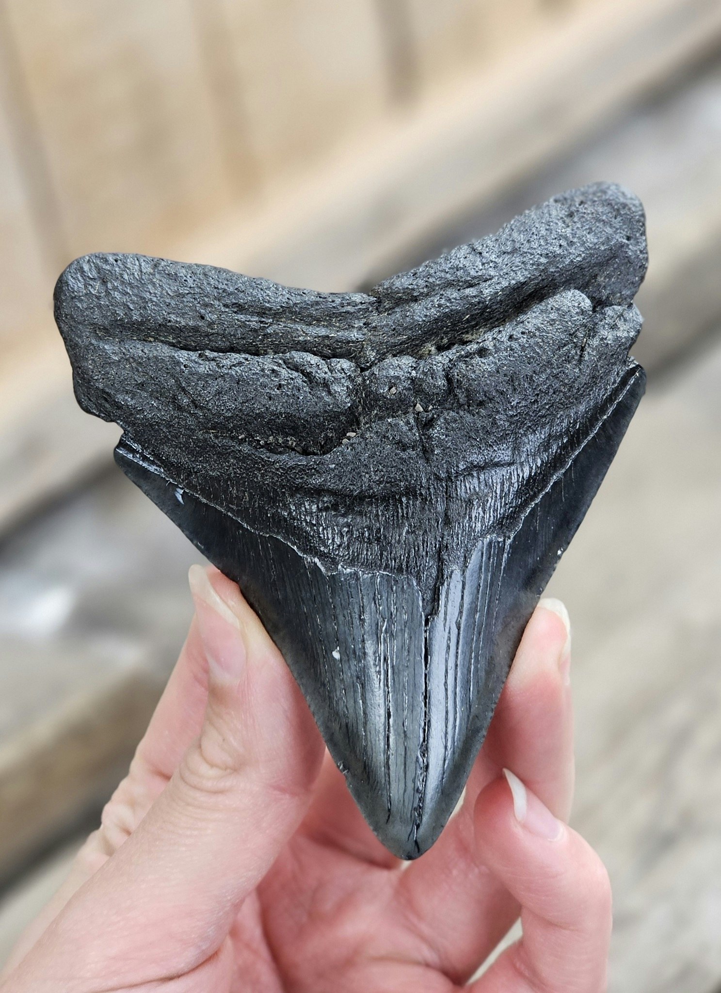 Megalodon tand fossil XL #8