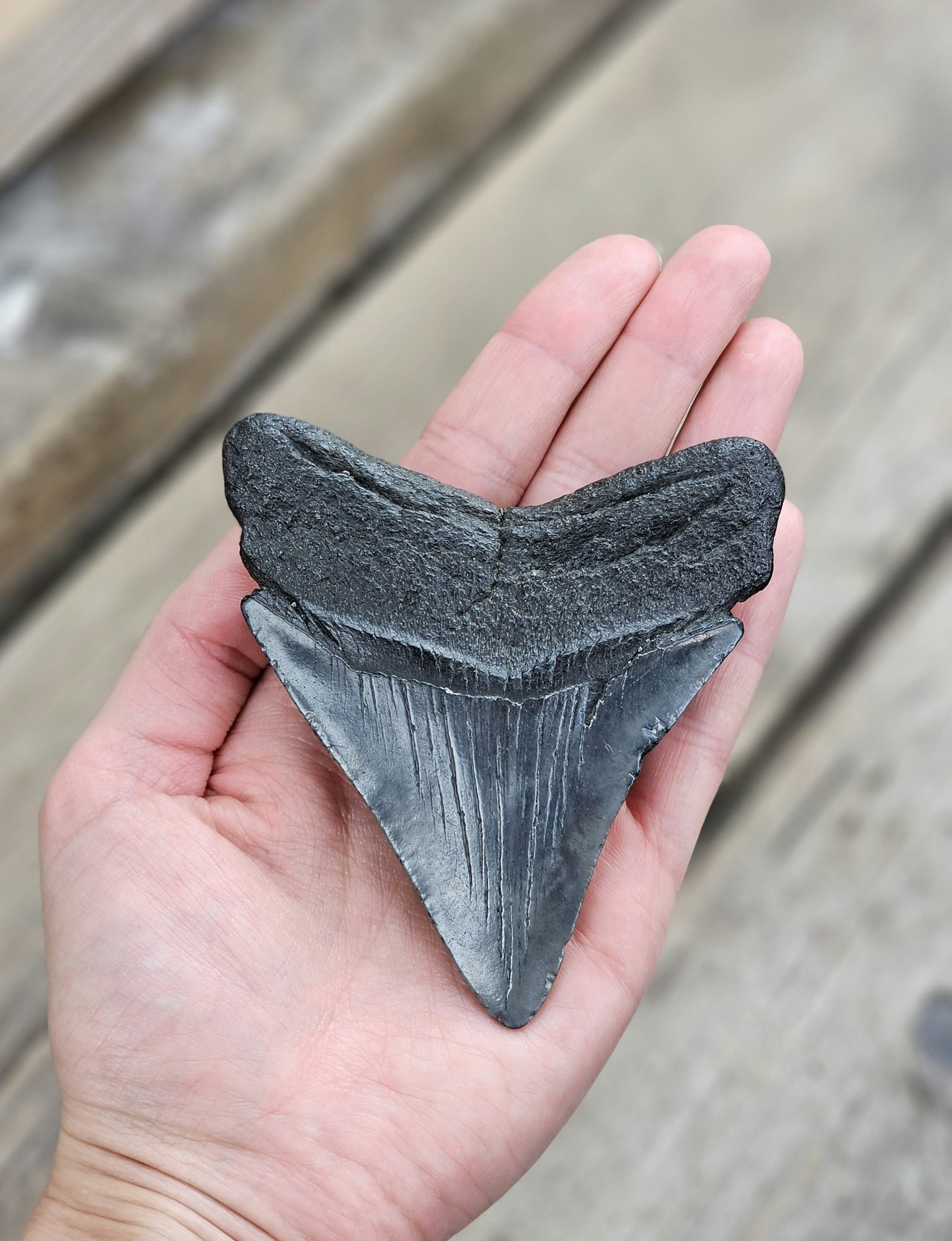 Megalodon tand fossil XL #8