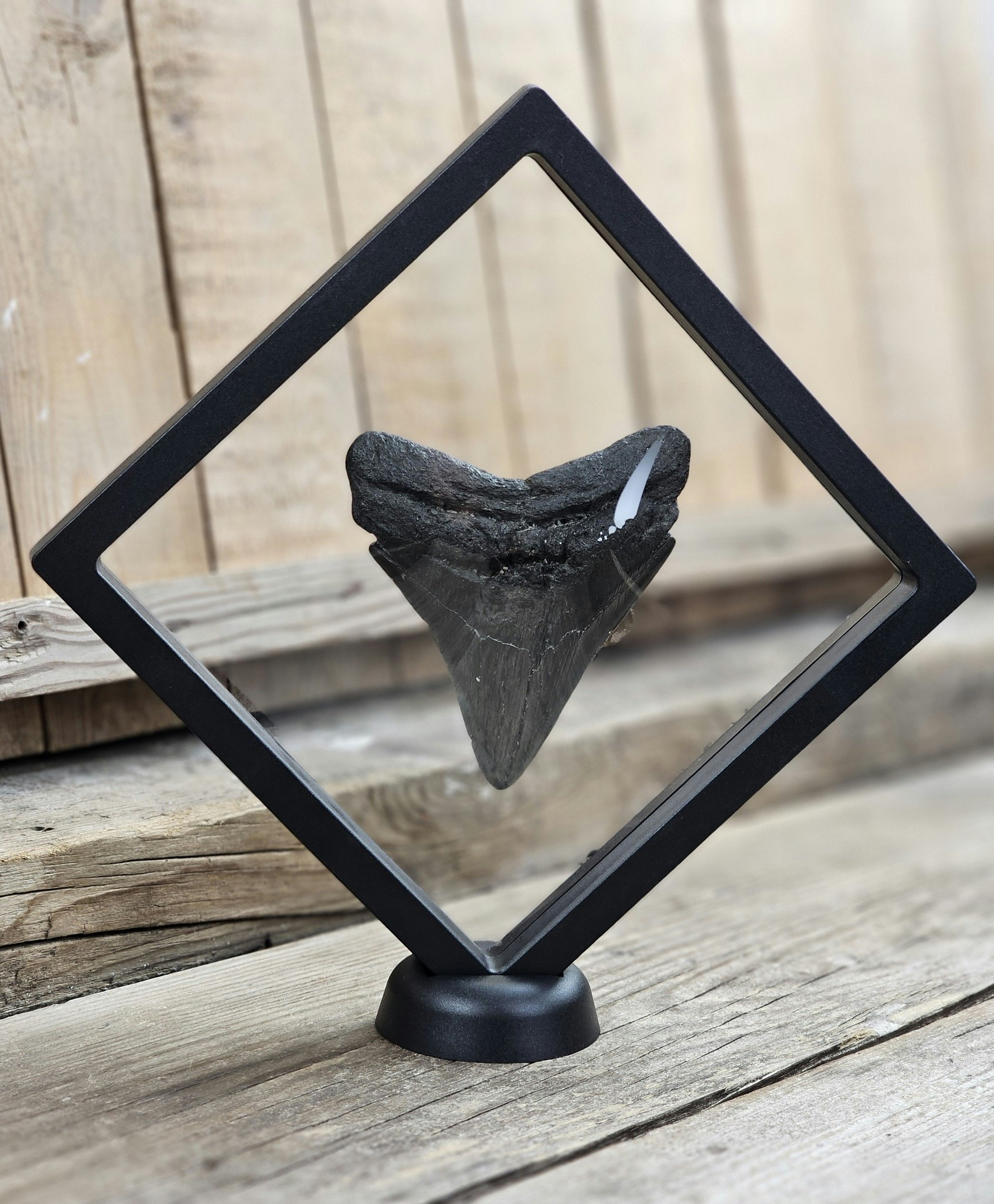 Megalodon tand fossil XL #8