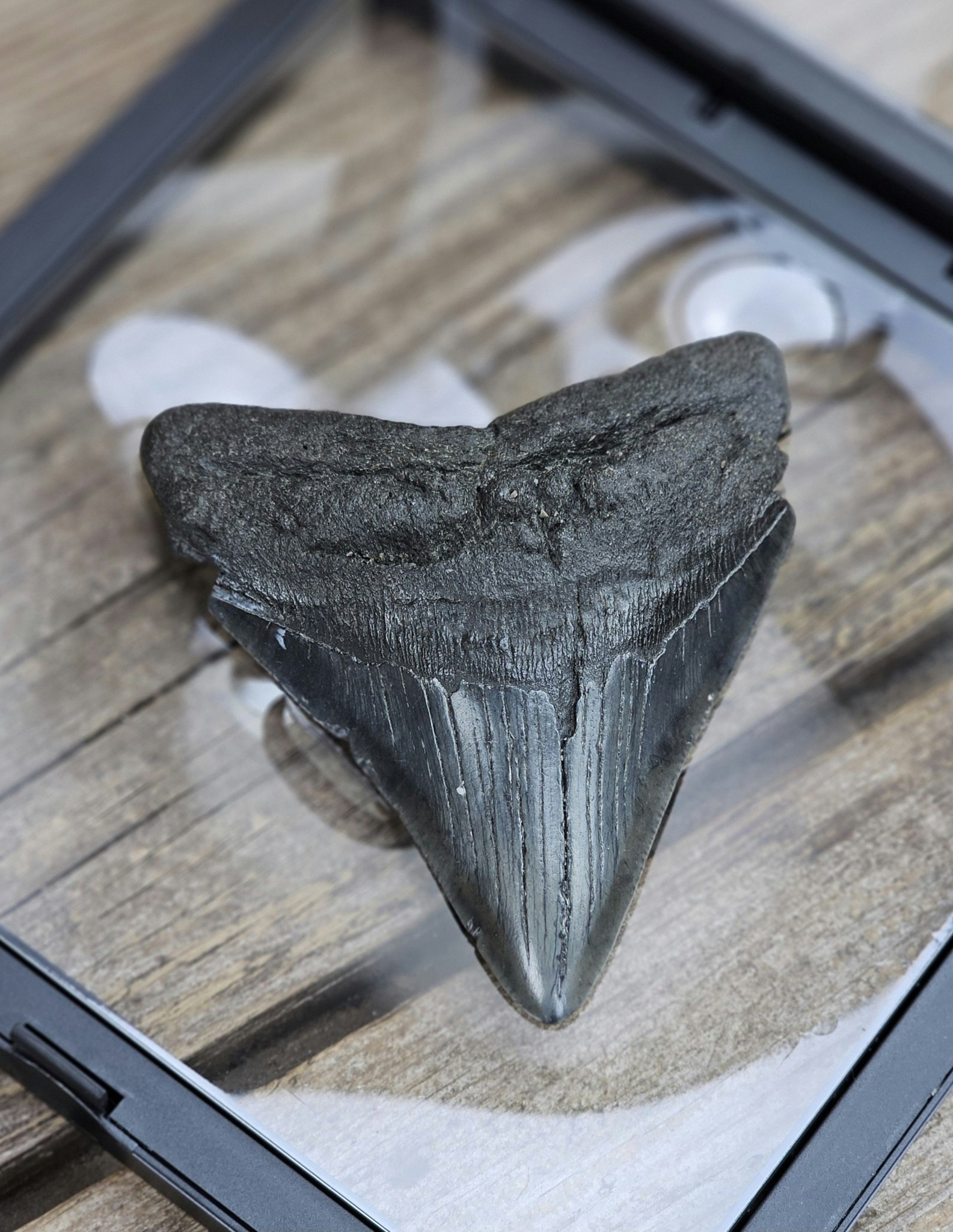 Megalodon tand fossil XL #8