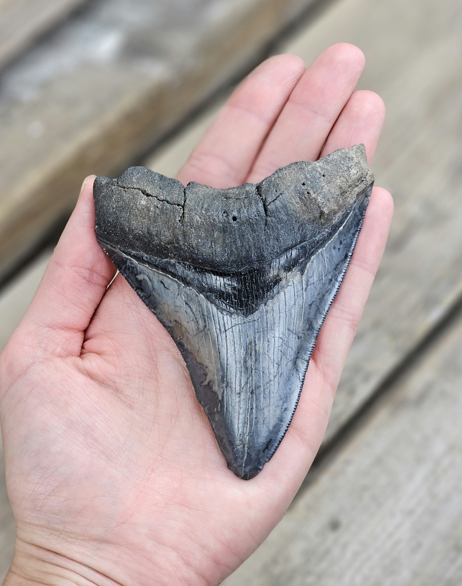 Megalodon tand fossil XL #9