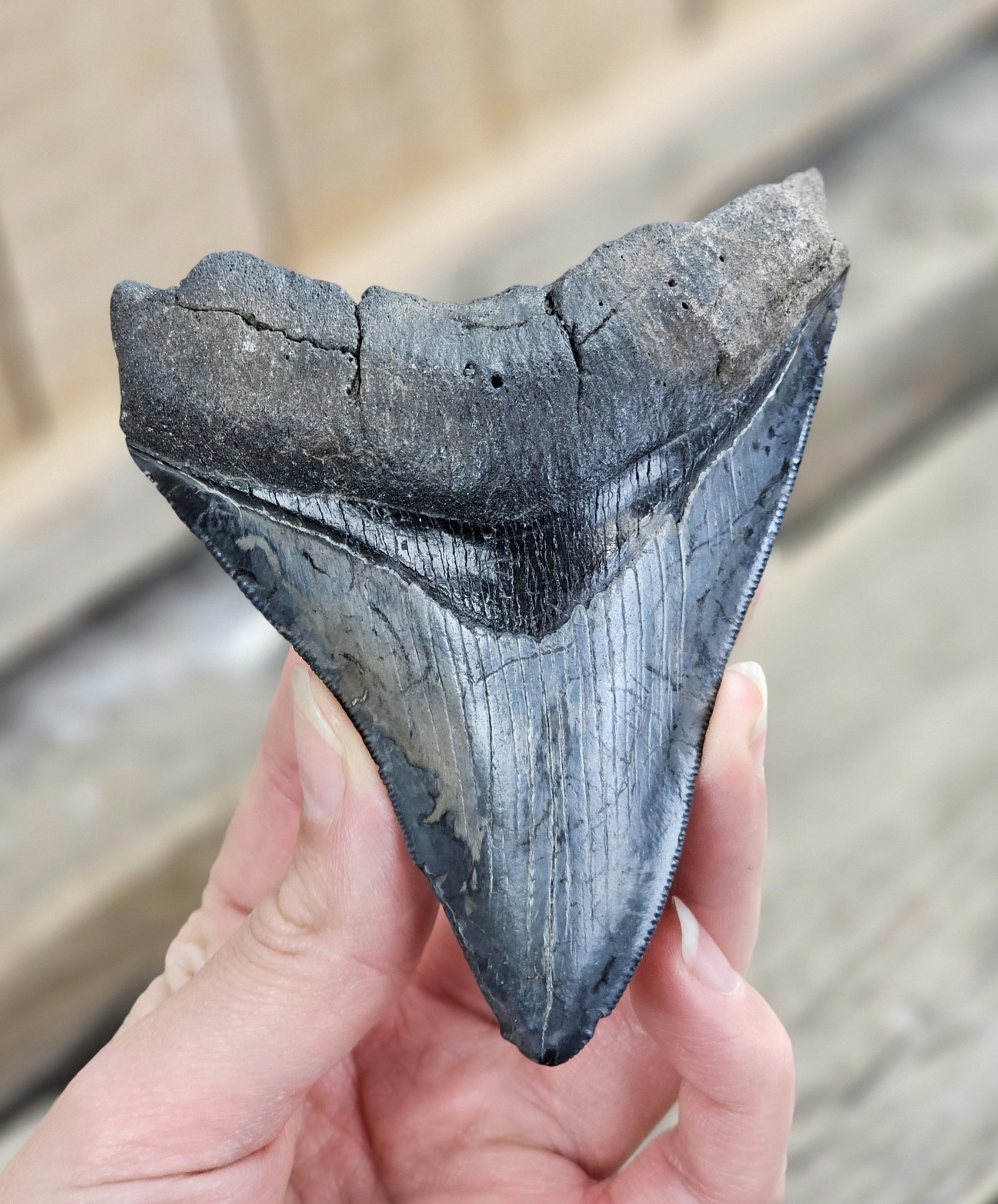 Megalodon tand fossil XL #9