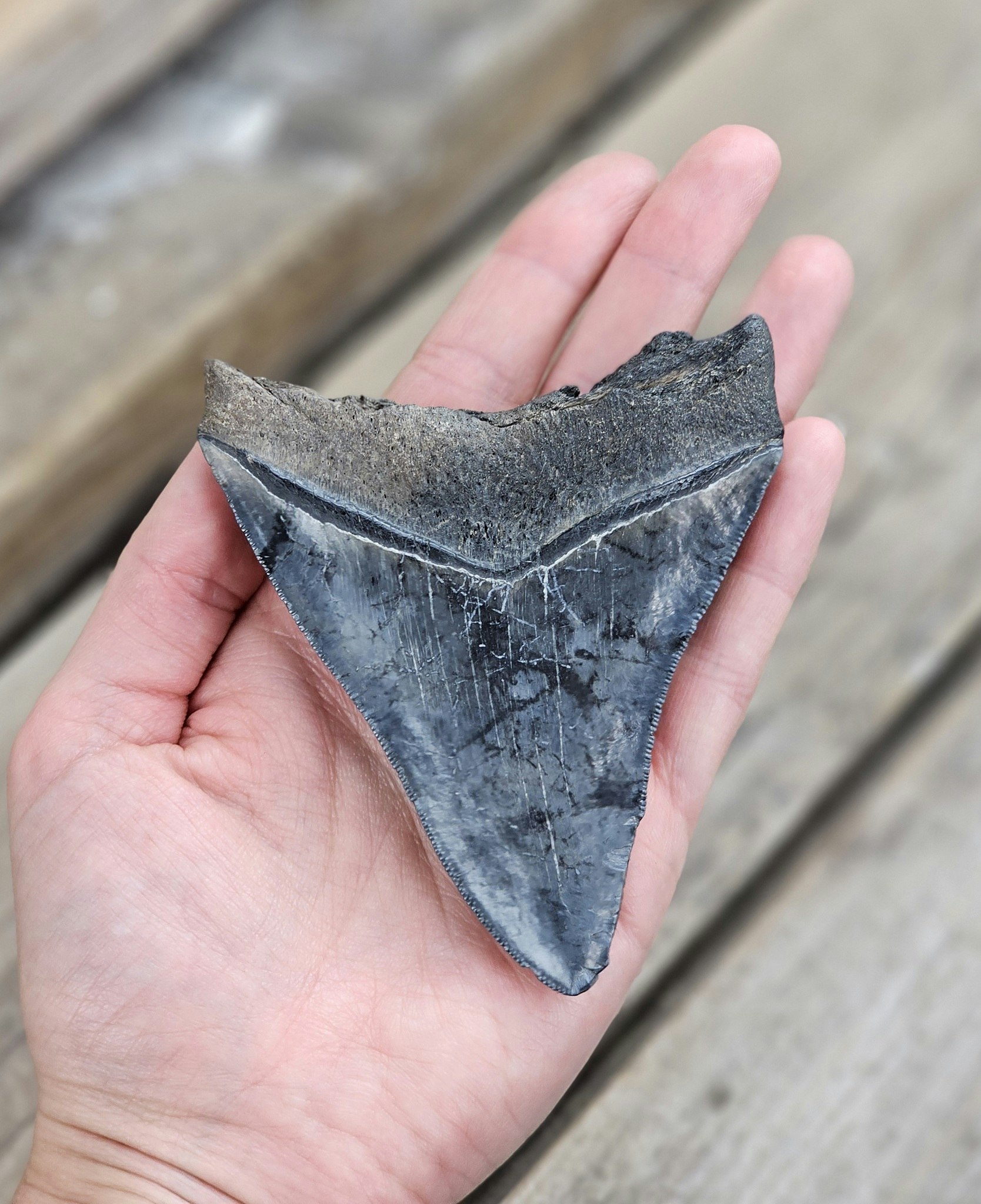 Megalodon tand fossil XL #9