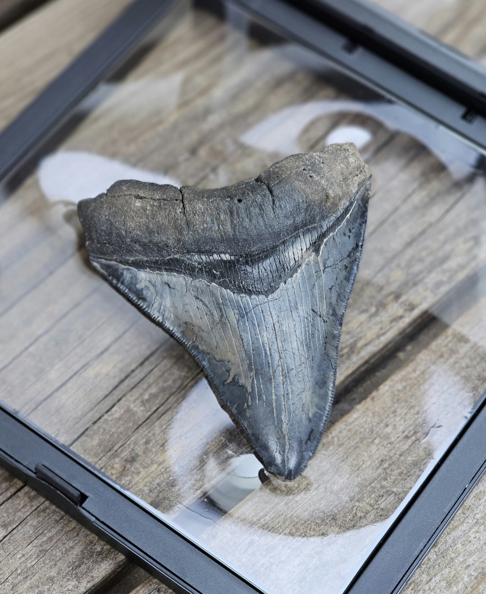 Megalodon tand fossil XL #9