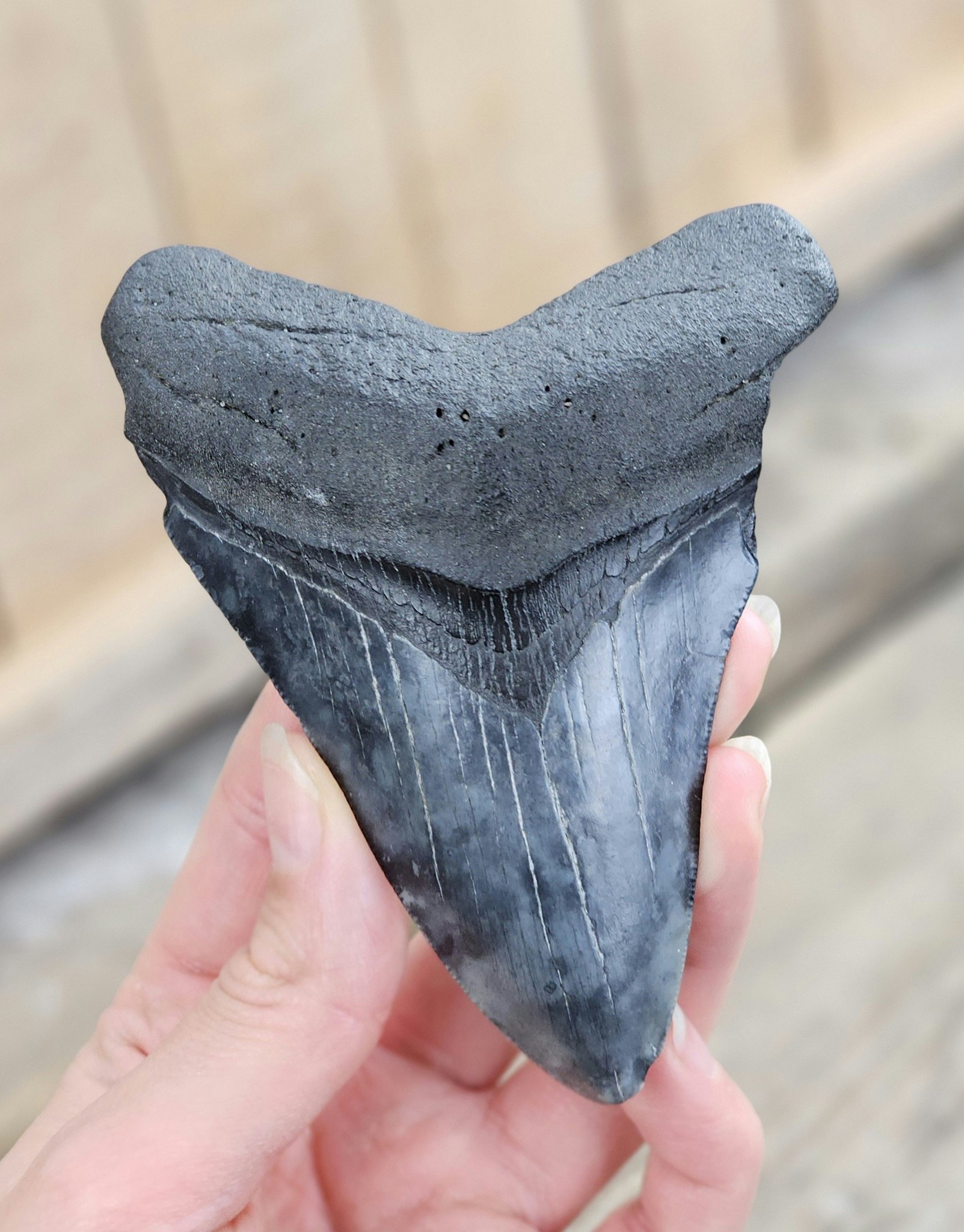 Megalodon tand fossil XL #10