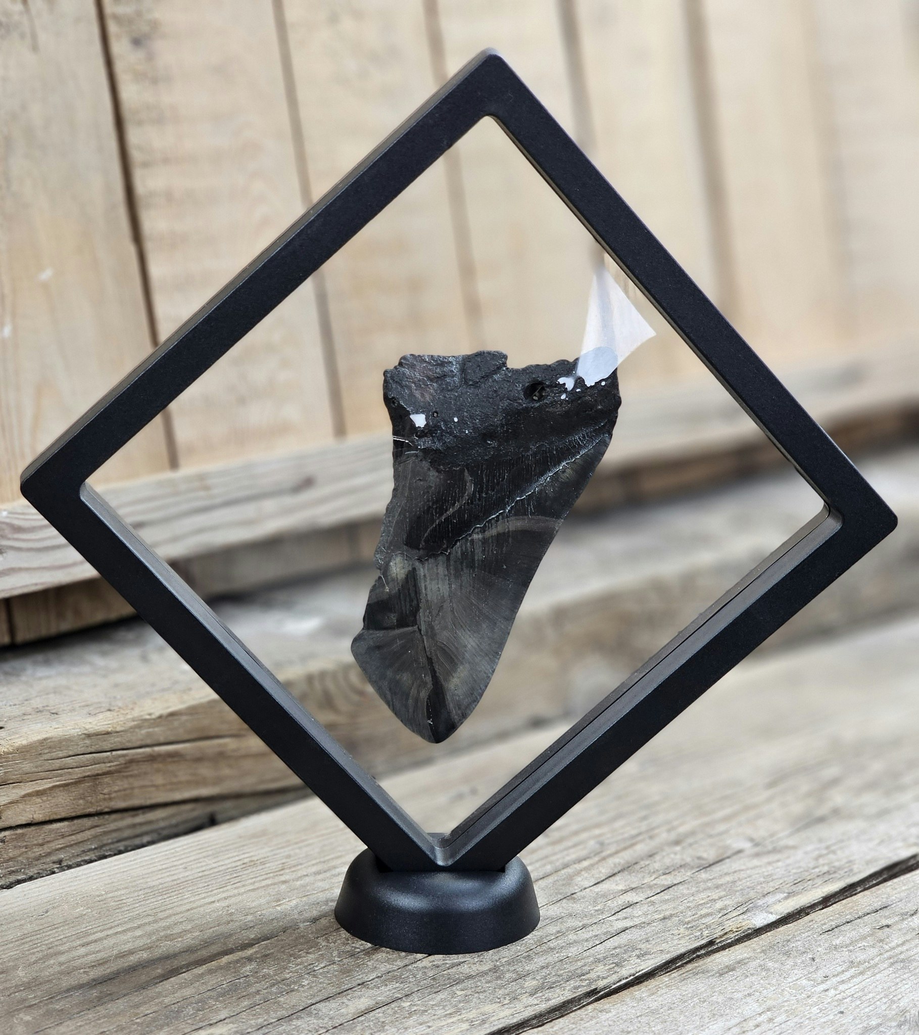 Megalodon tand fossil XL #11