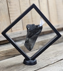 Megalodon tand fossil XL #11
