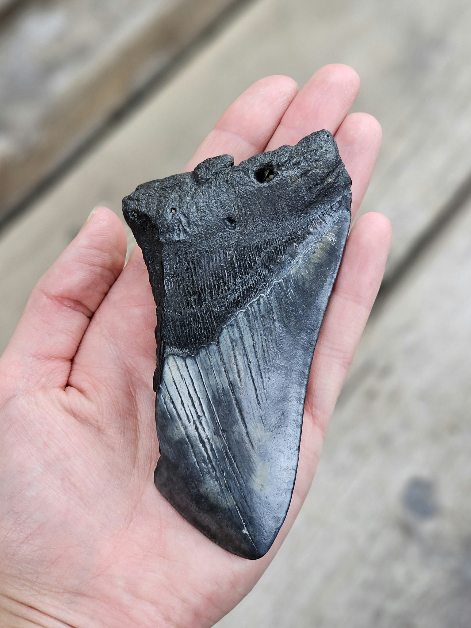 Megalodon tand fossil XL #11