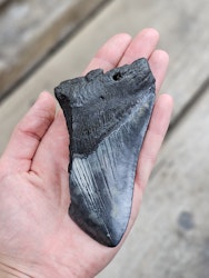 Megalodon tand fossil XL #11