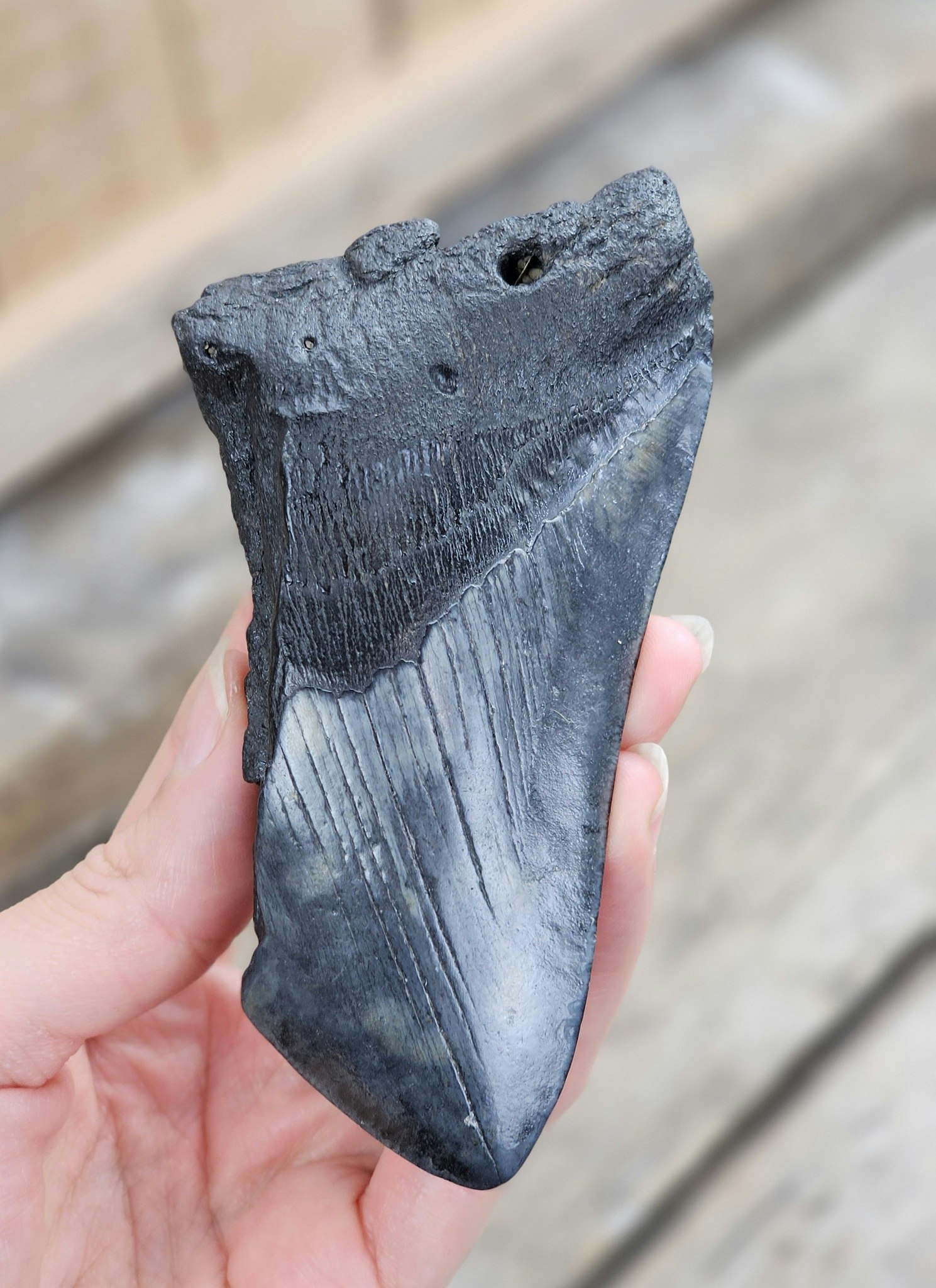 Megalodon tand fossil XL #11