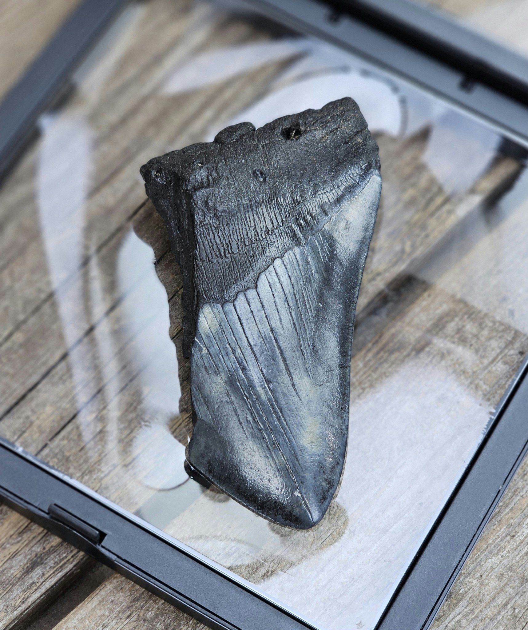 Megalodon tand fossil XL #11
