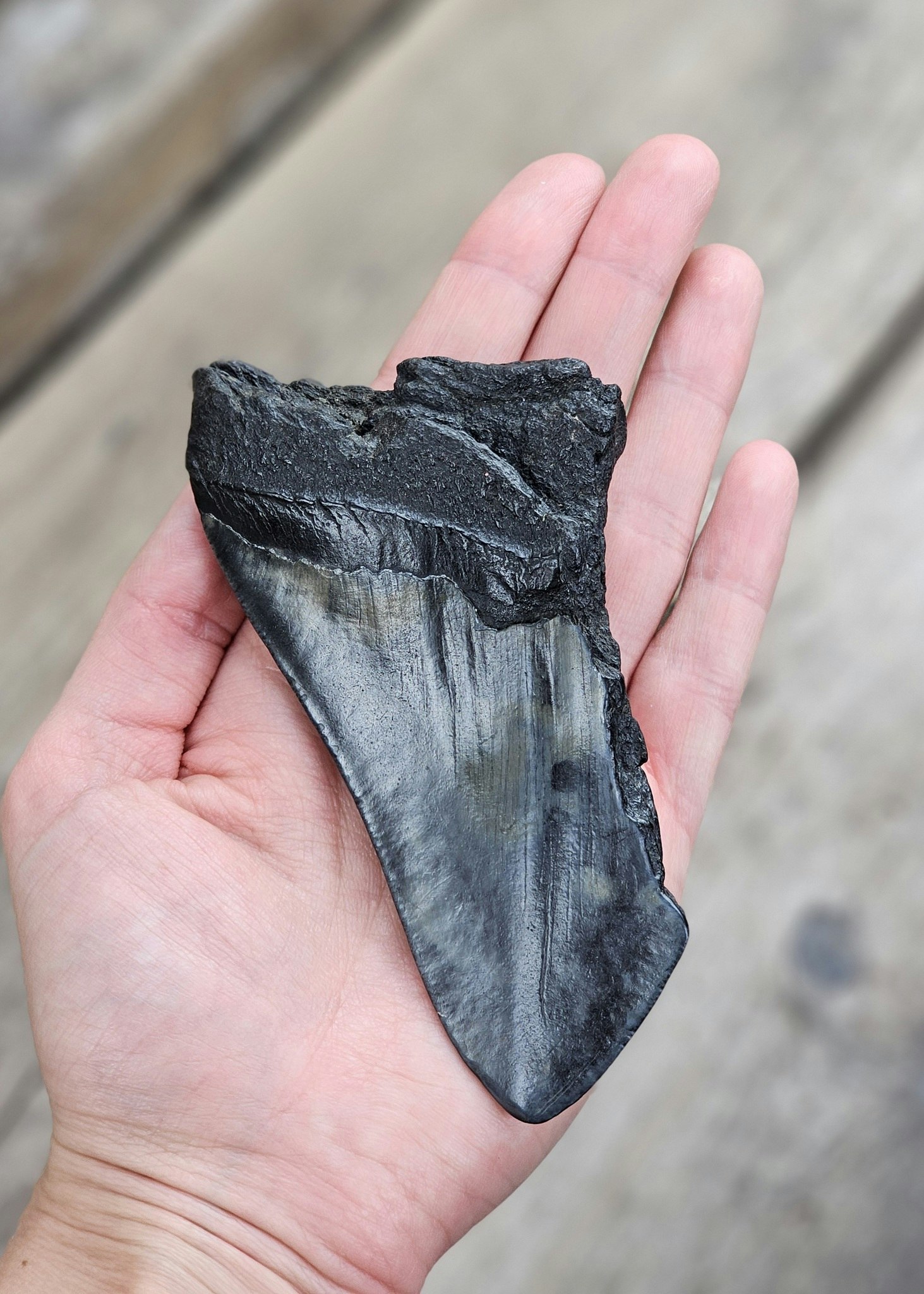 Megalodon tand fossil XL #11