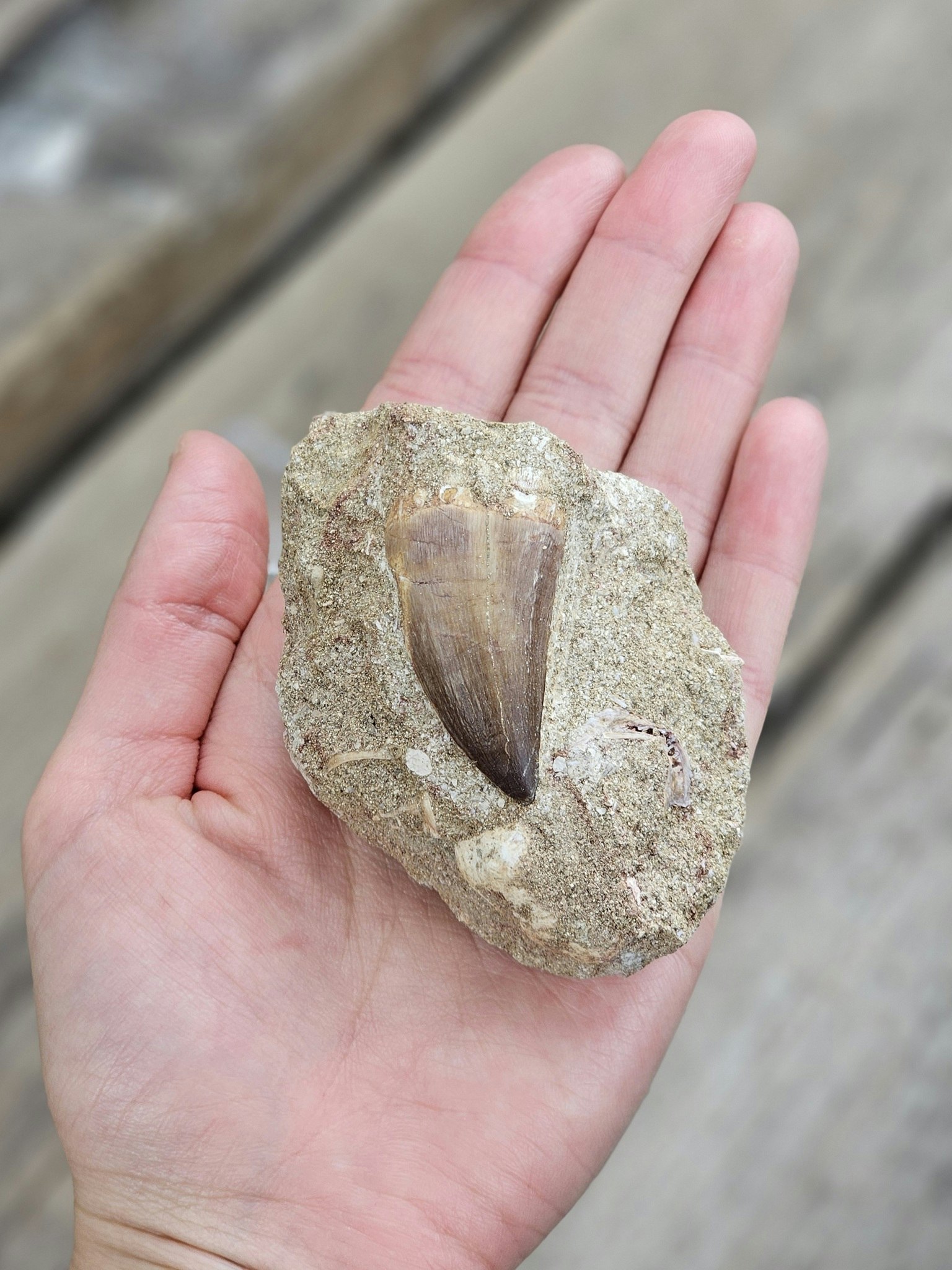 Mosasaurus tand fossil i matrix #1